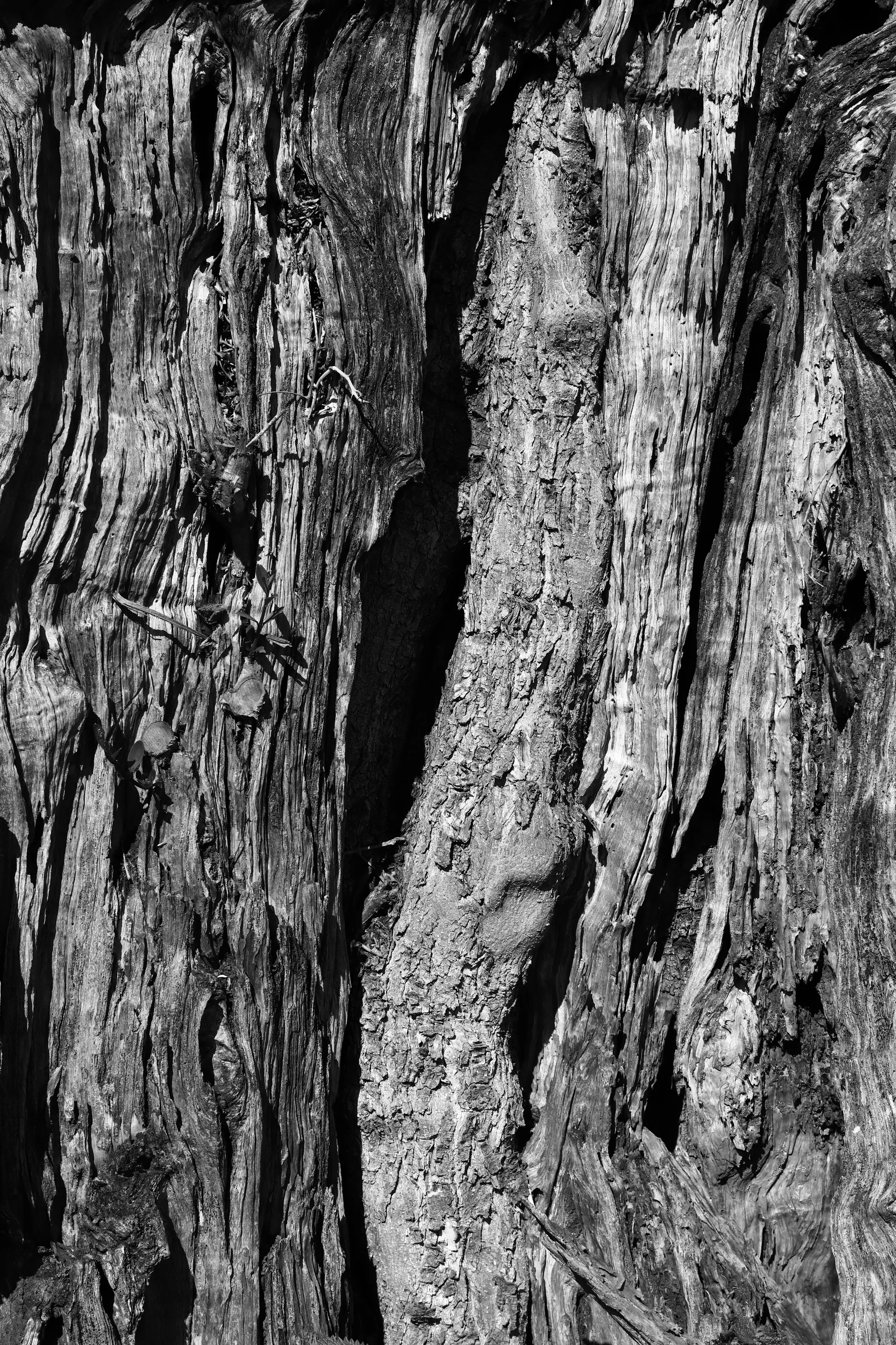 Tree Trunk Details