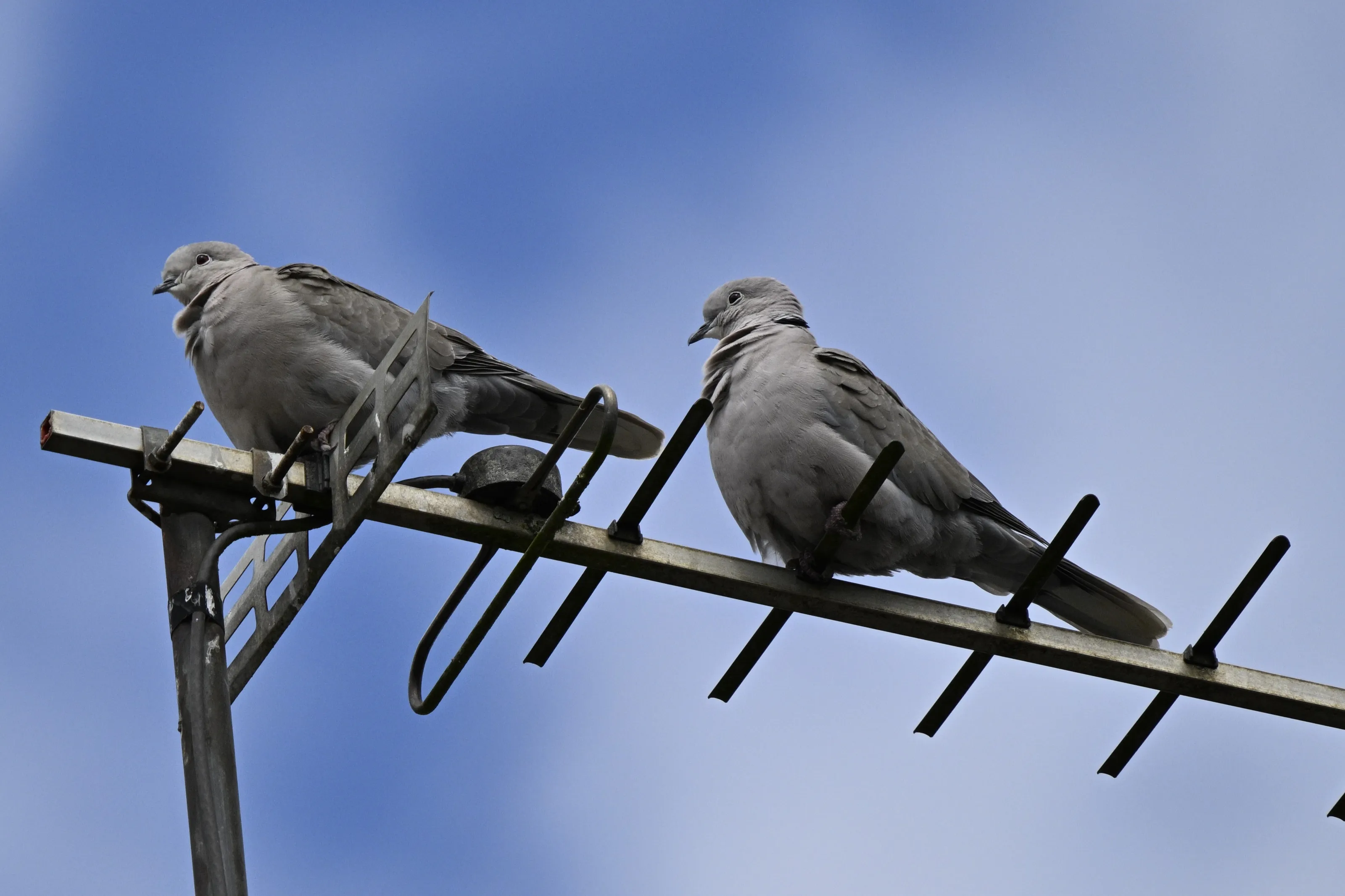 Birds Perched on Unusual Man-Made Structures