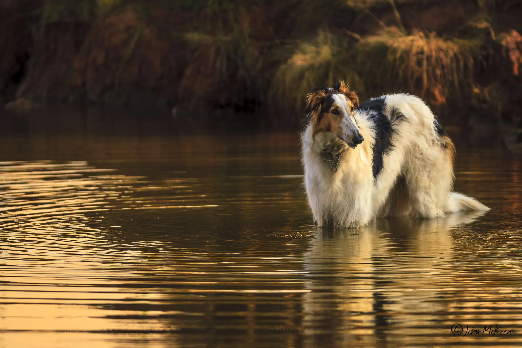 Dogs