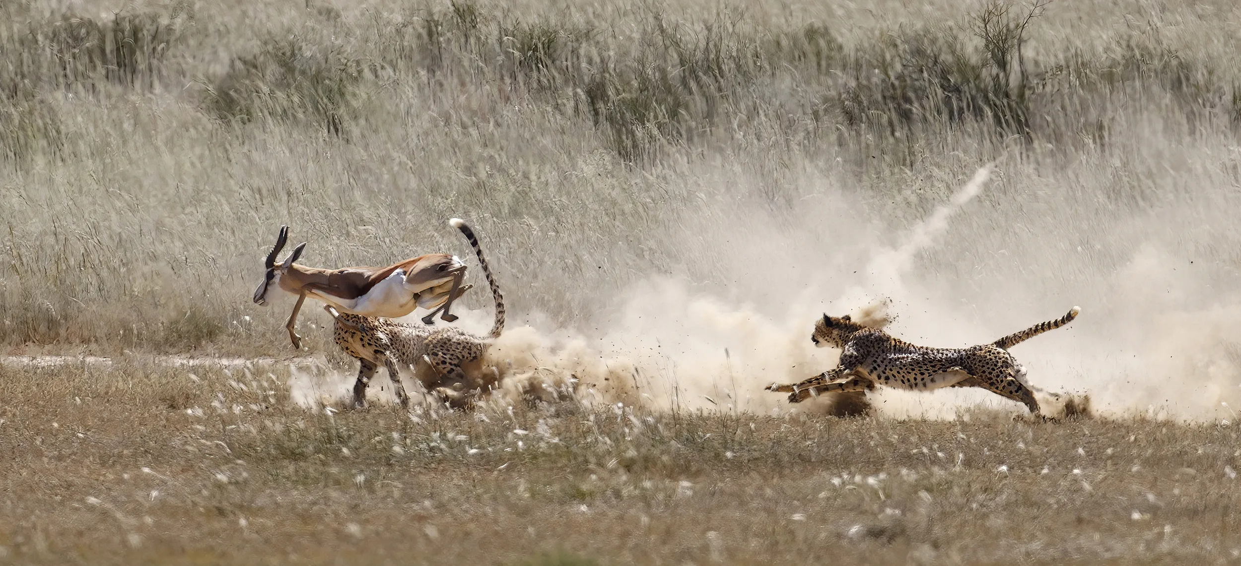 Wild Cheetahs
