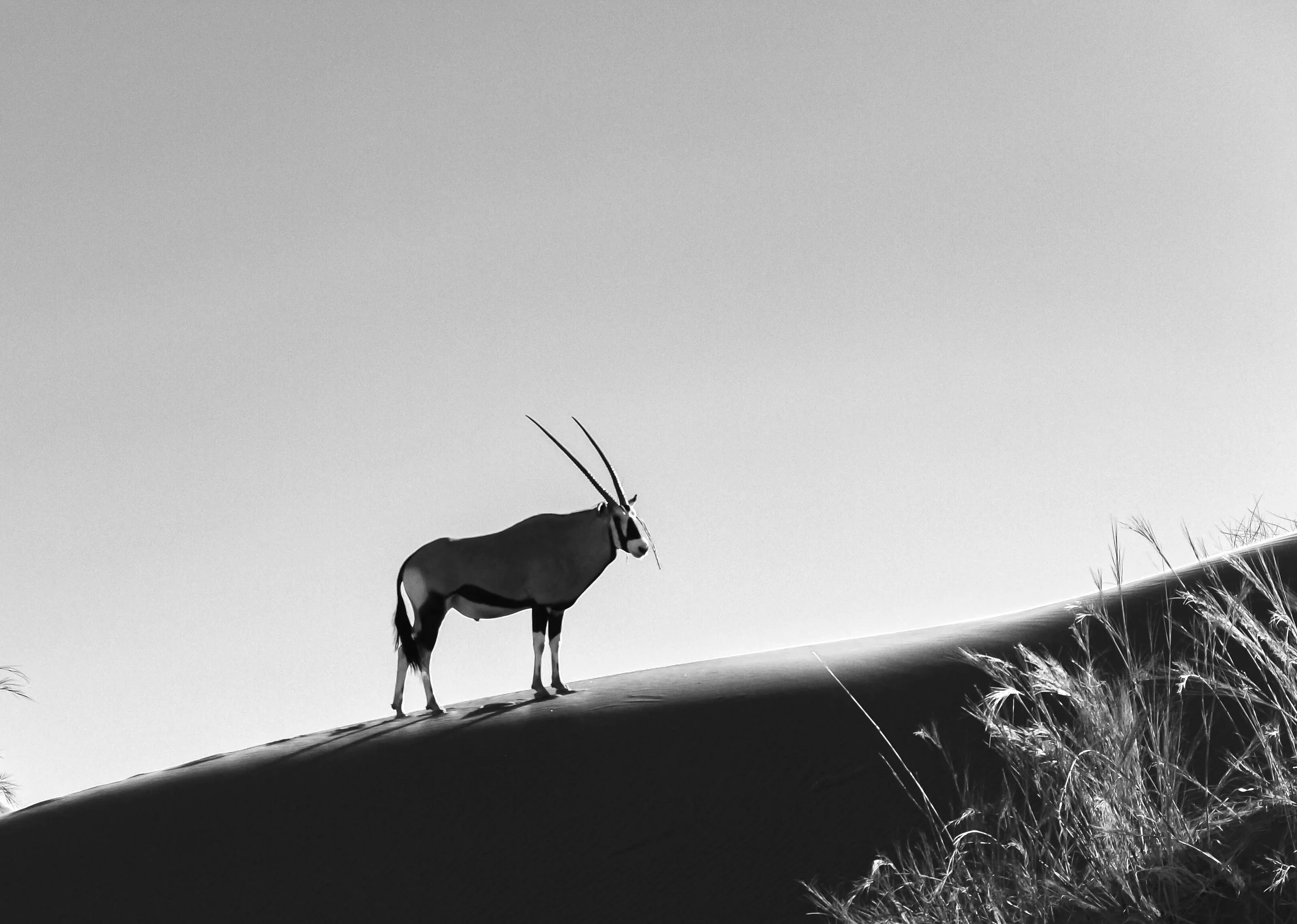 Desert Animals