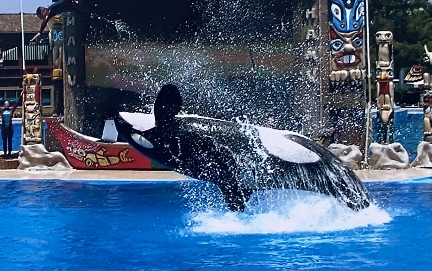 Whales, Dolphins and Fish Splashing out of Water