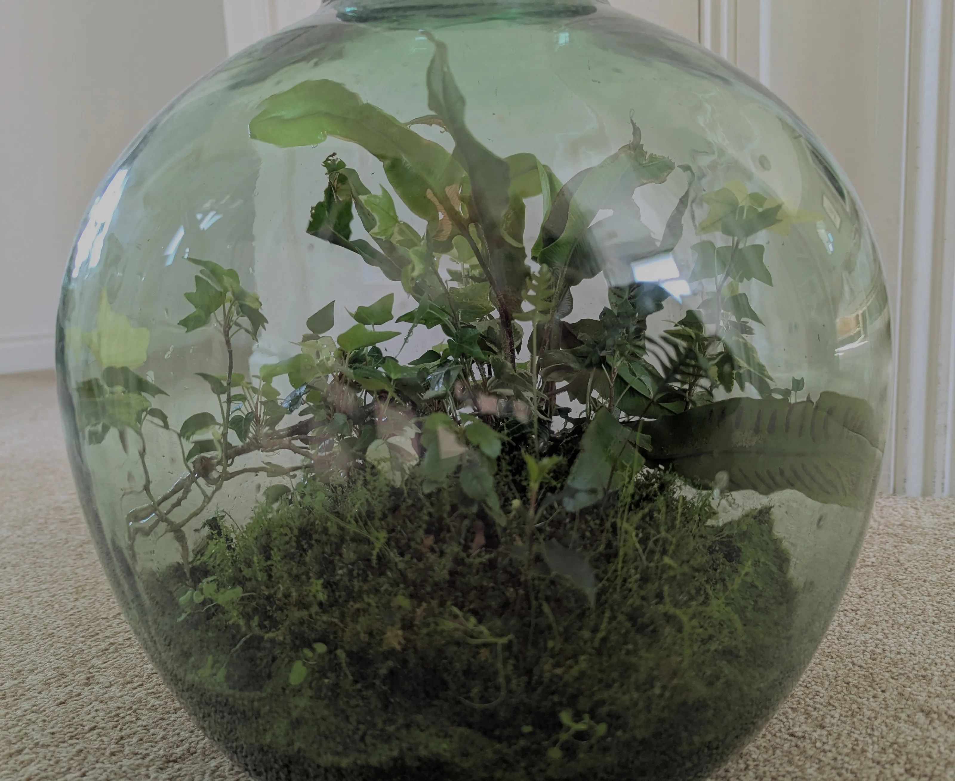 Bonsai, Micro and Bottle Gardens