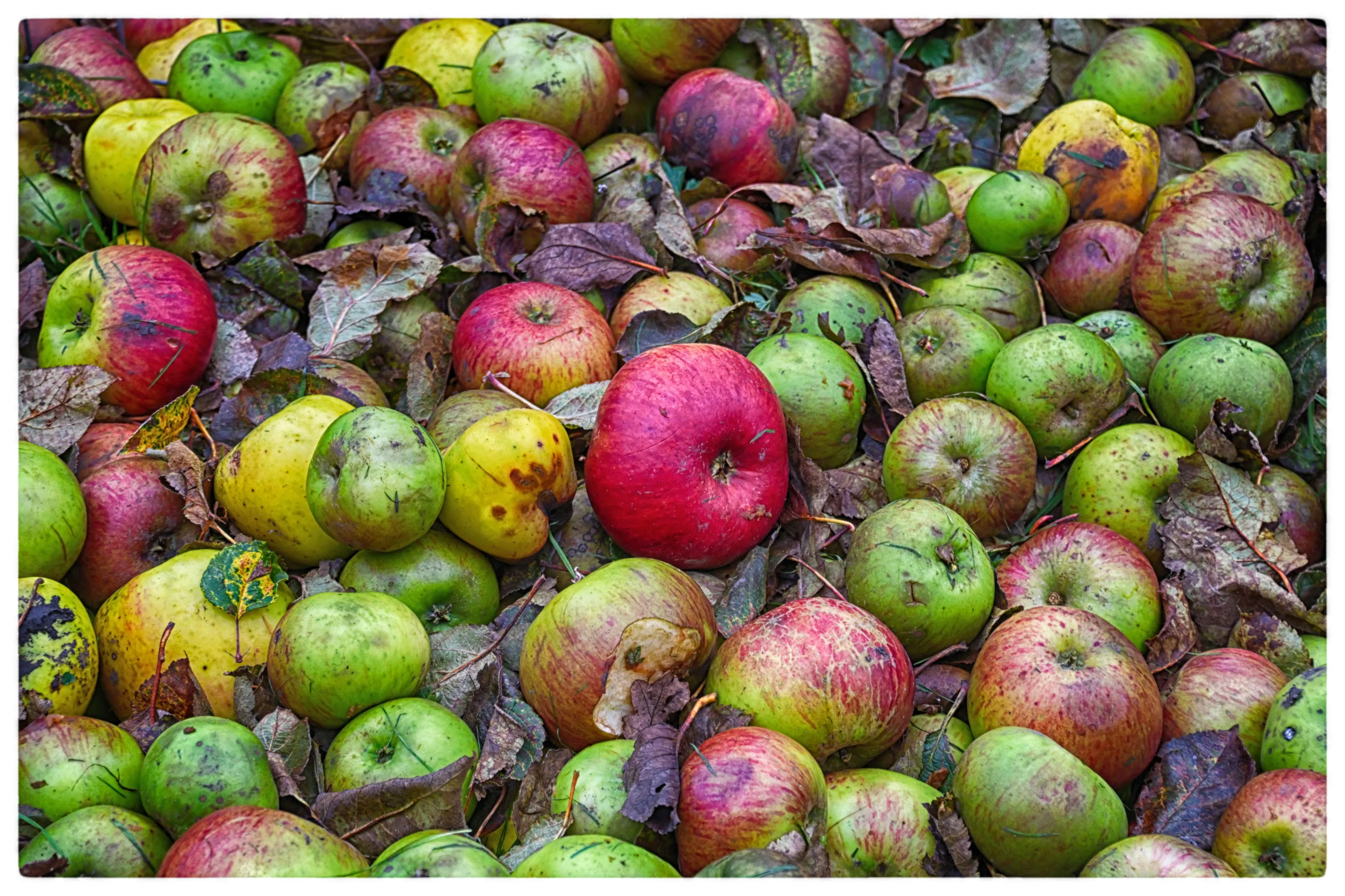 Fruit (in colour)