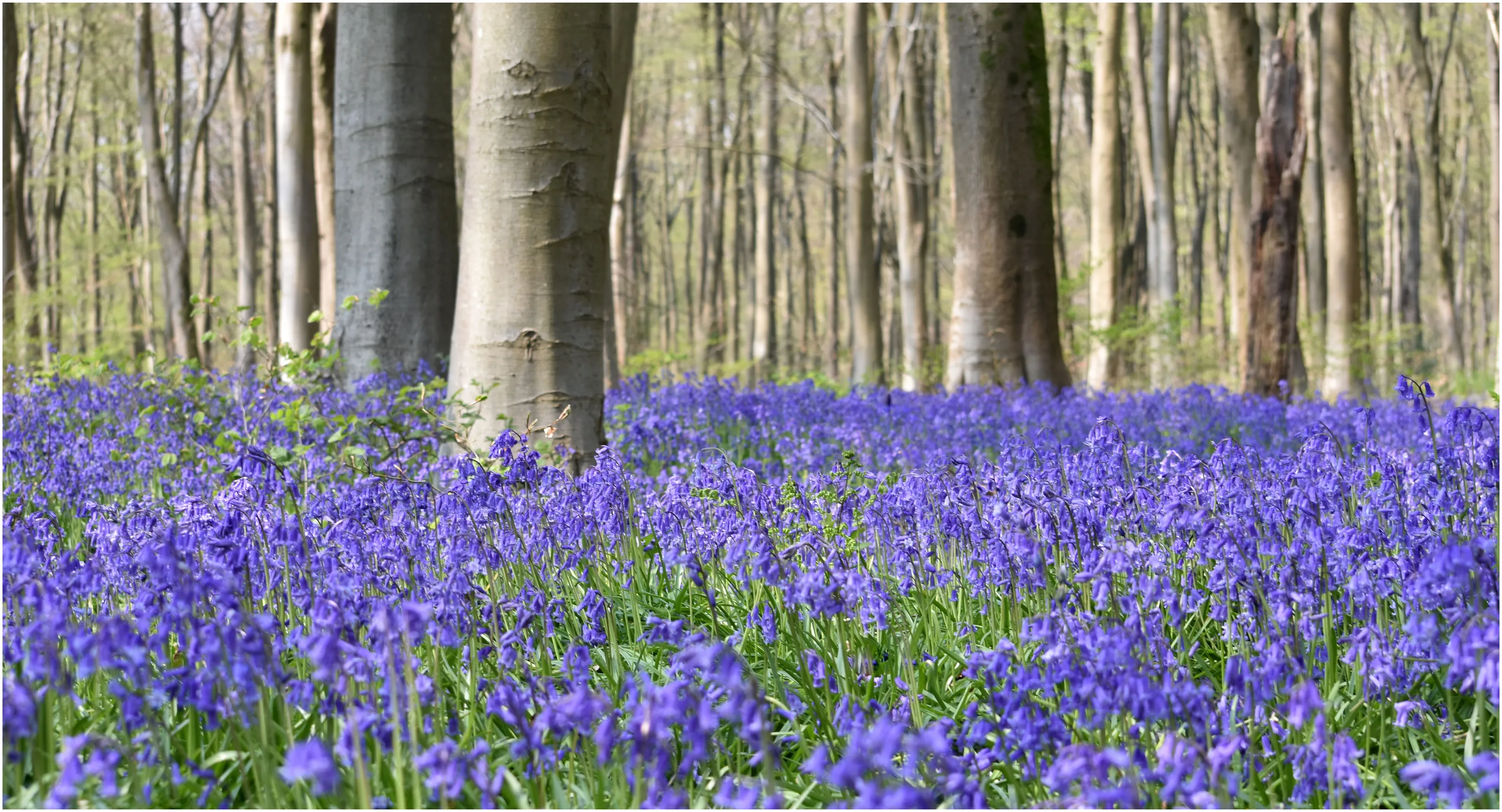 The Forest Floor