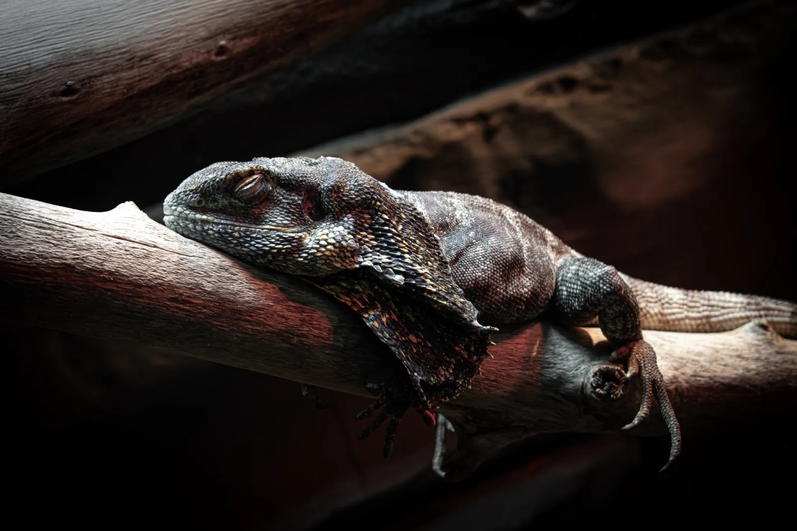 Reptiles