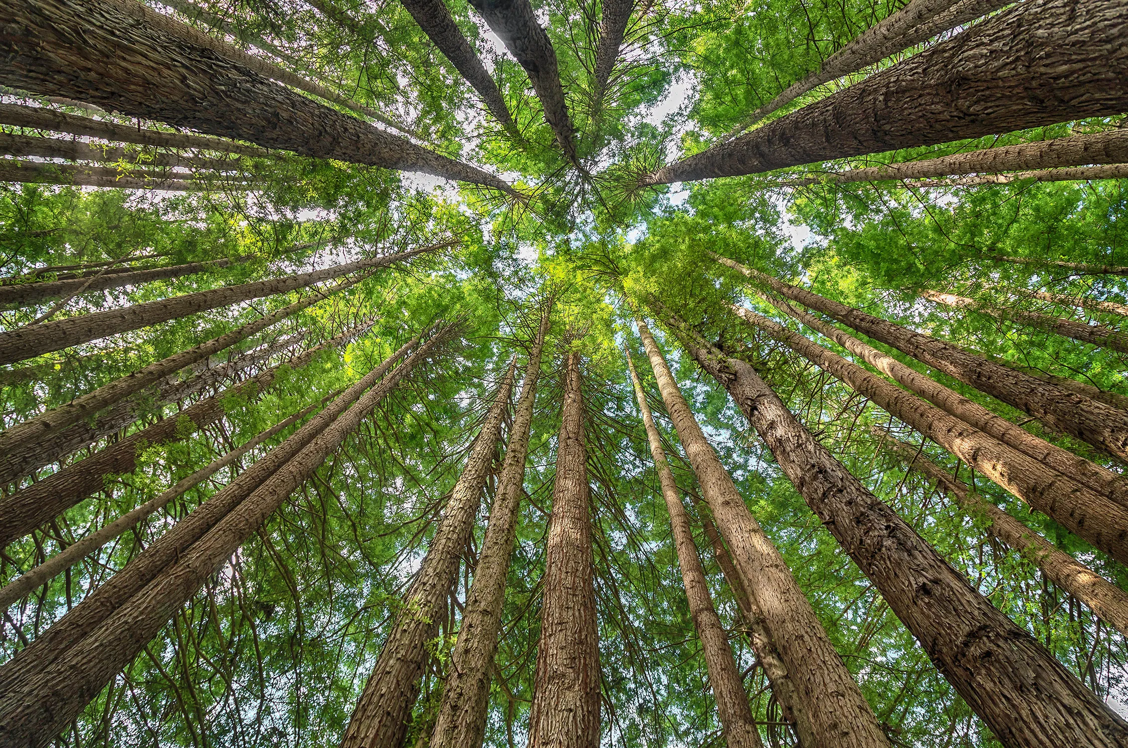 Looking Straight Up