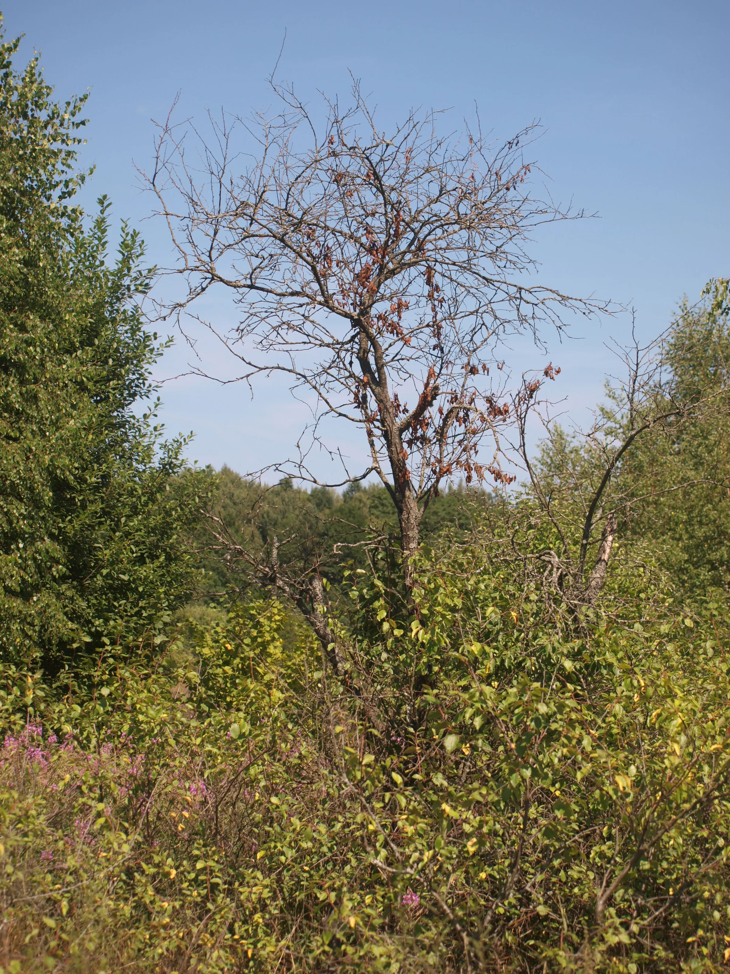Dry or Dead Plants Among Greenery