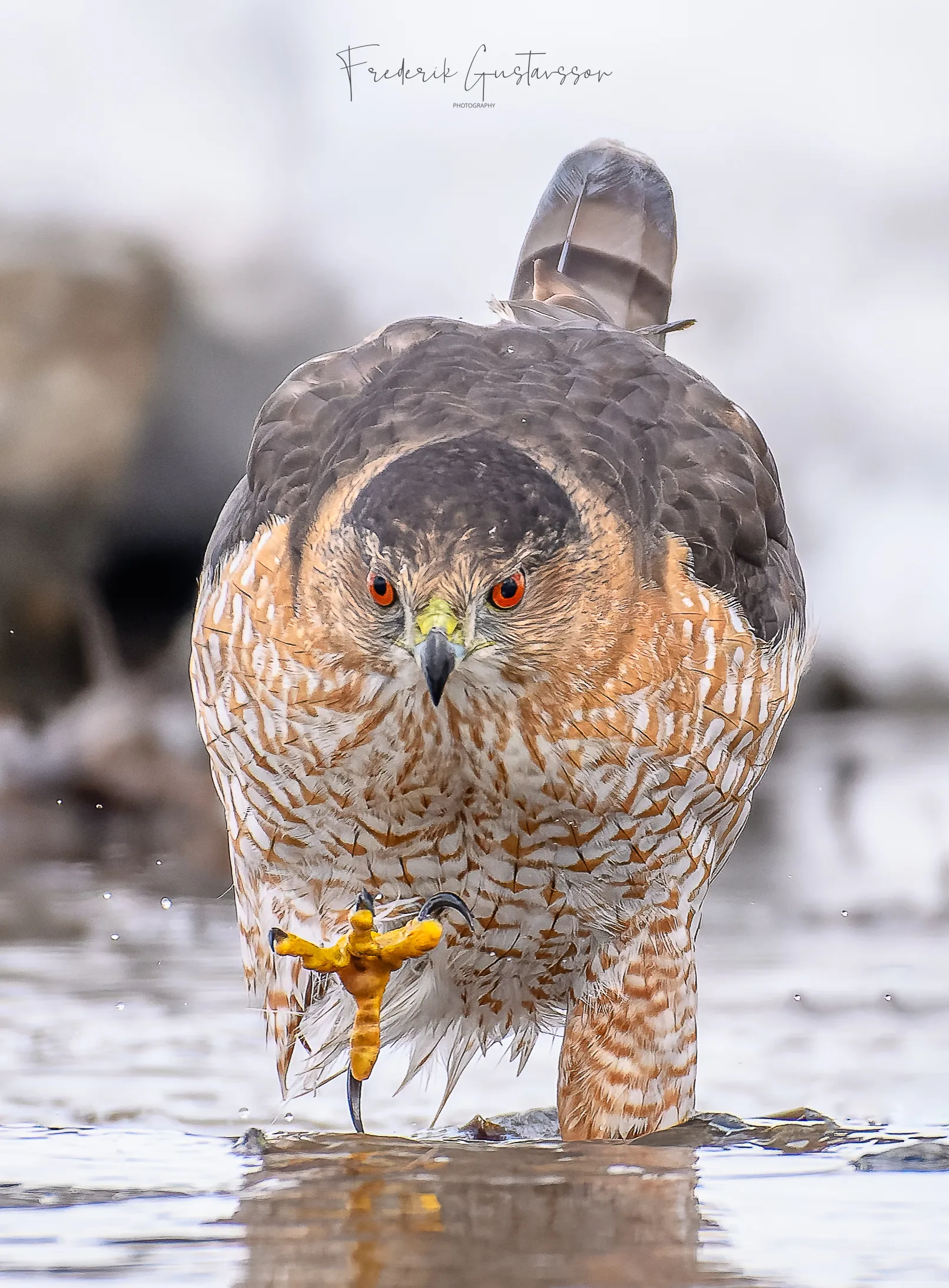 Hawks