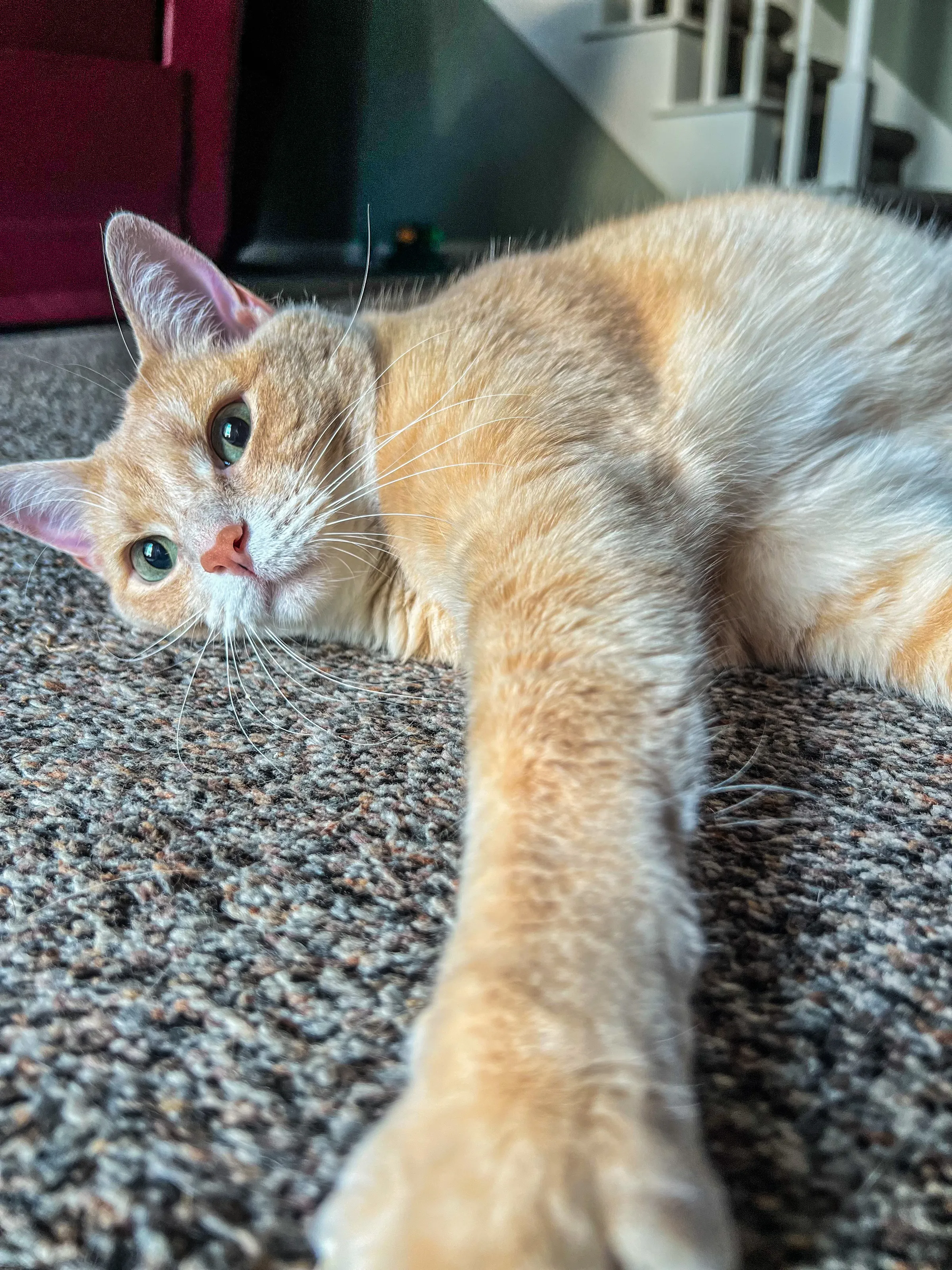 Domesticated Pet Cats