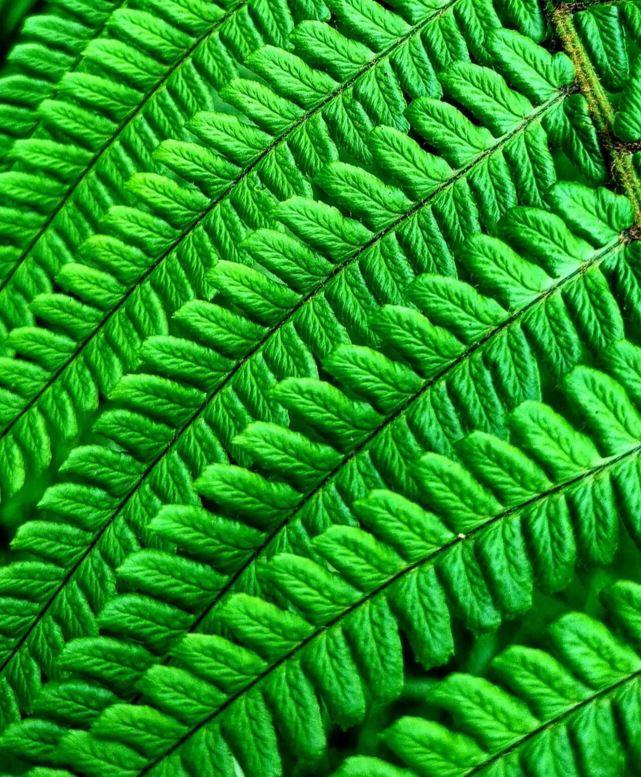 Repetition and order in nature