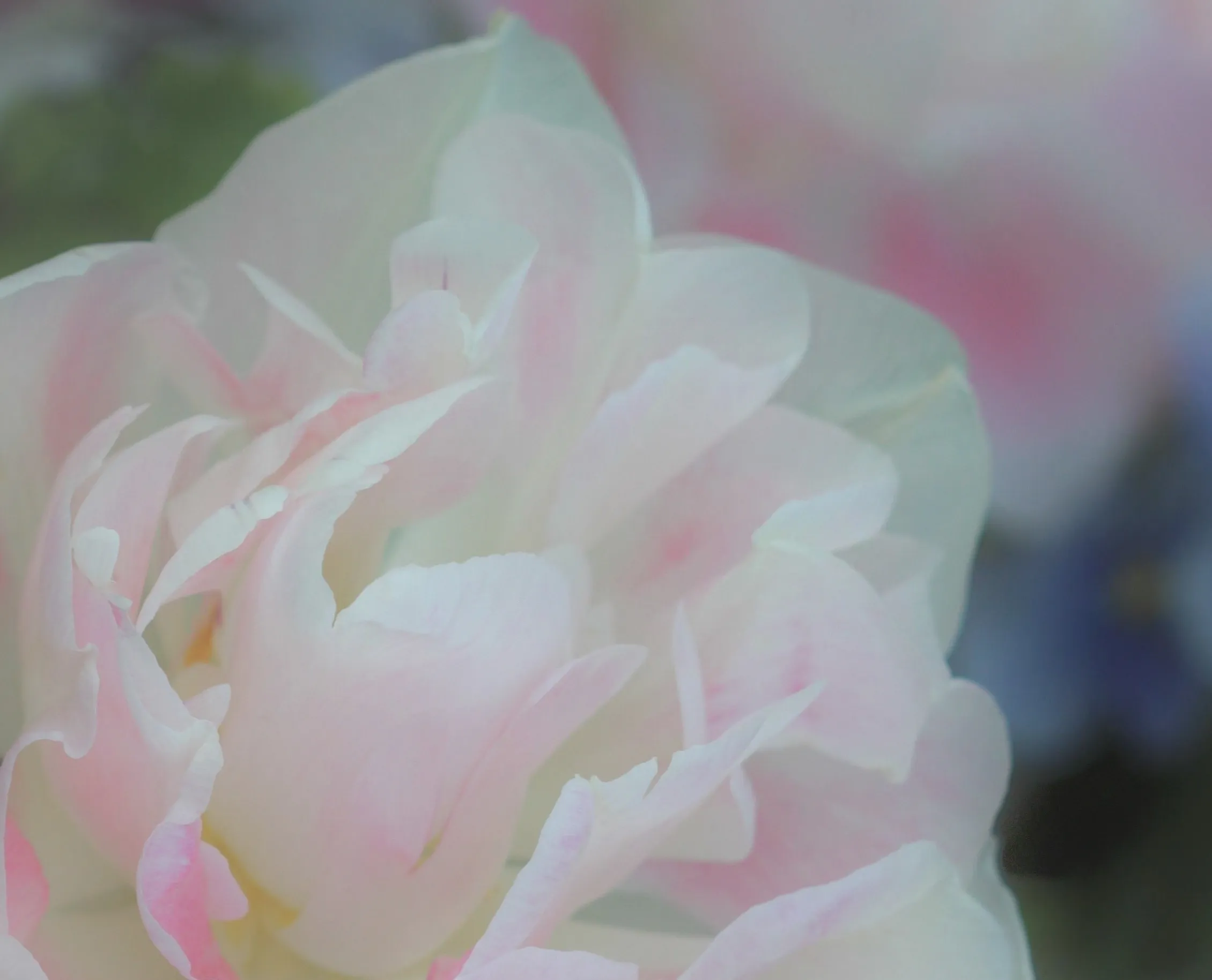 Fill the Frame with Soft Pastel Colours