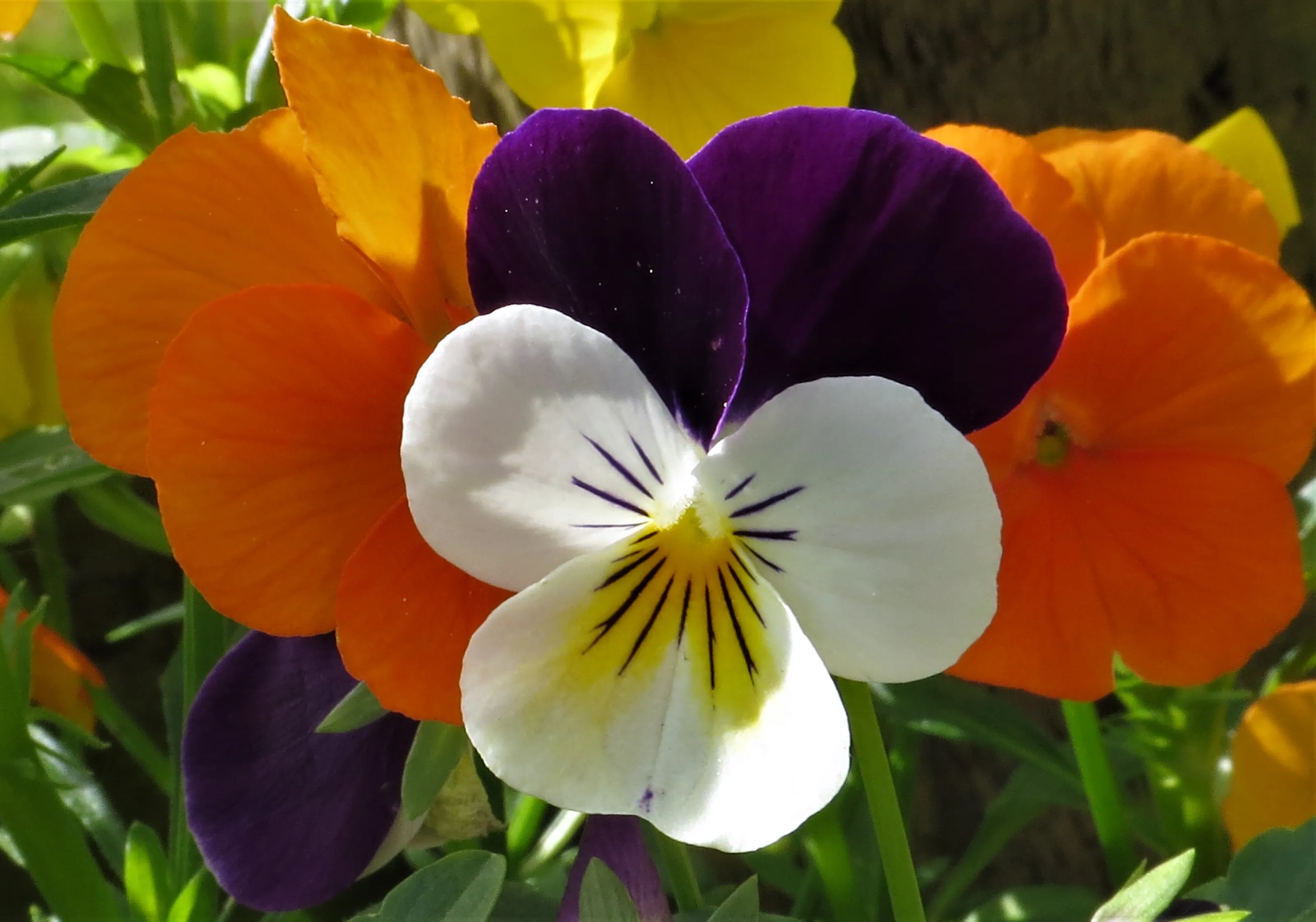 Pansy, Viola and Violet Flowers (in colour)