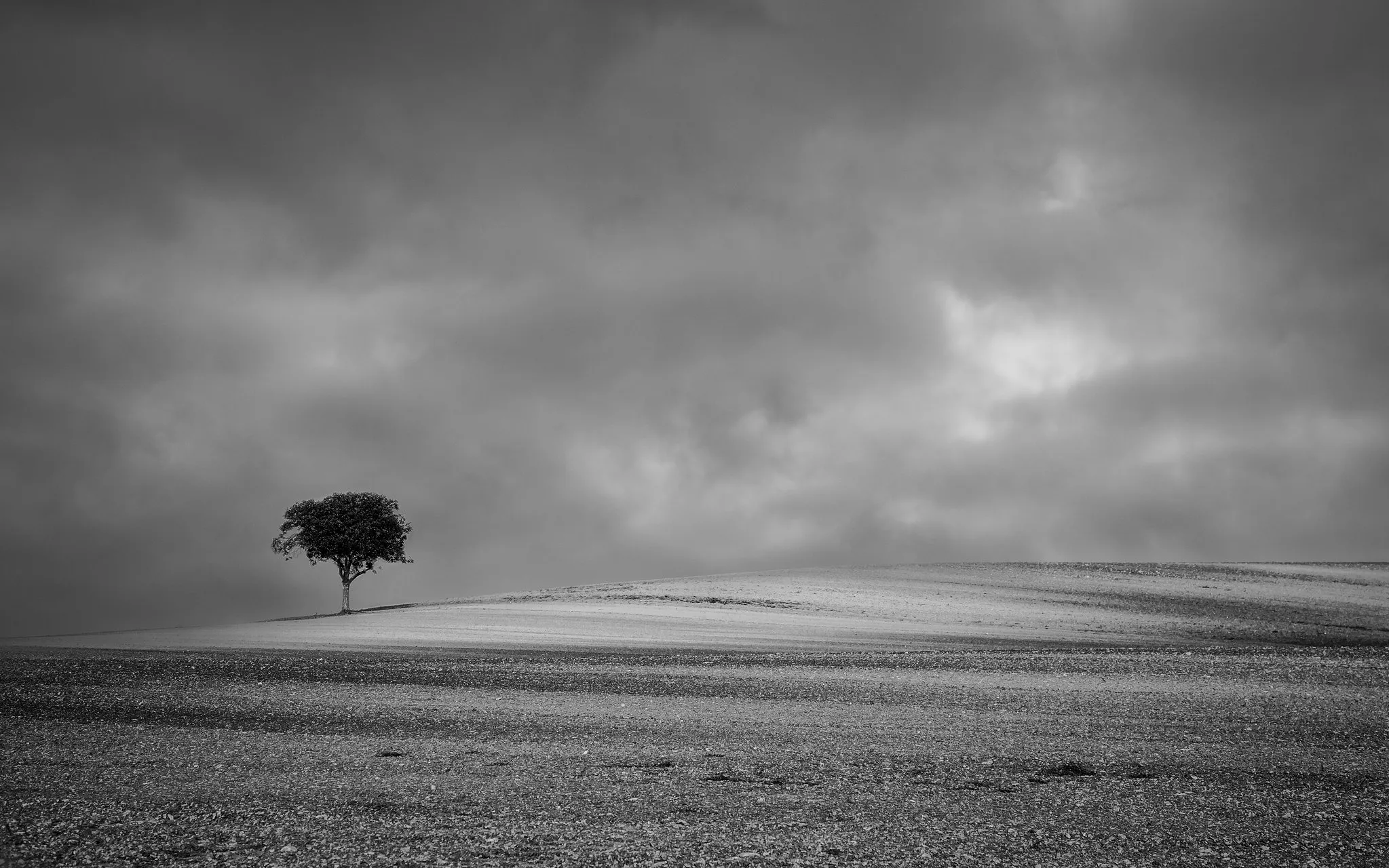 Lone Trees