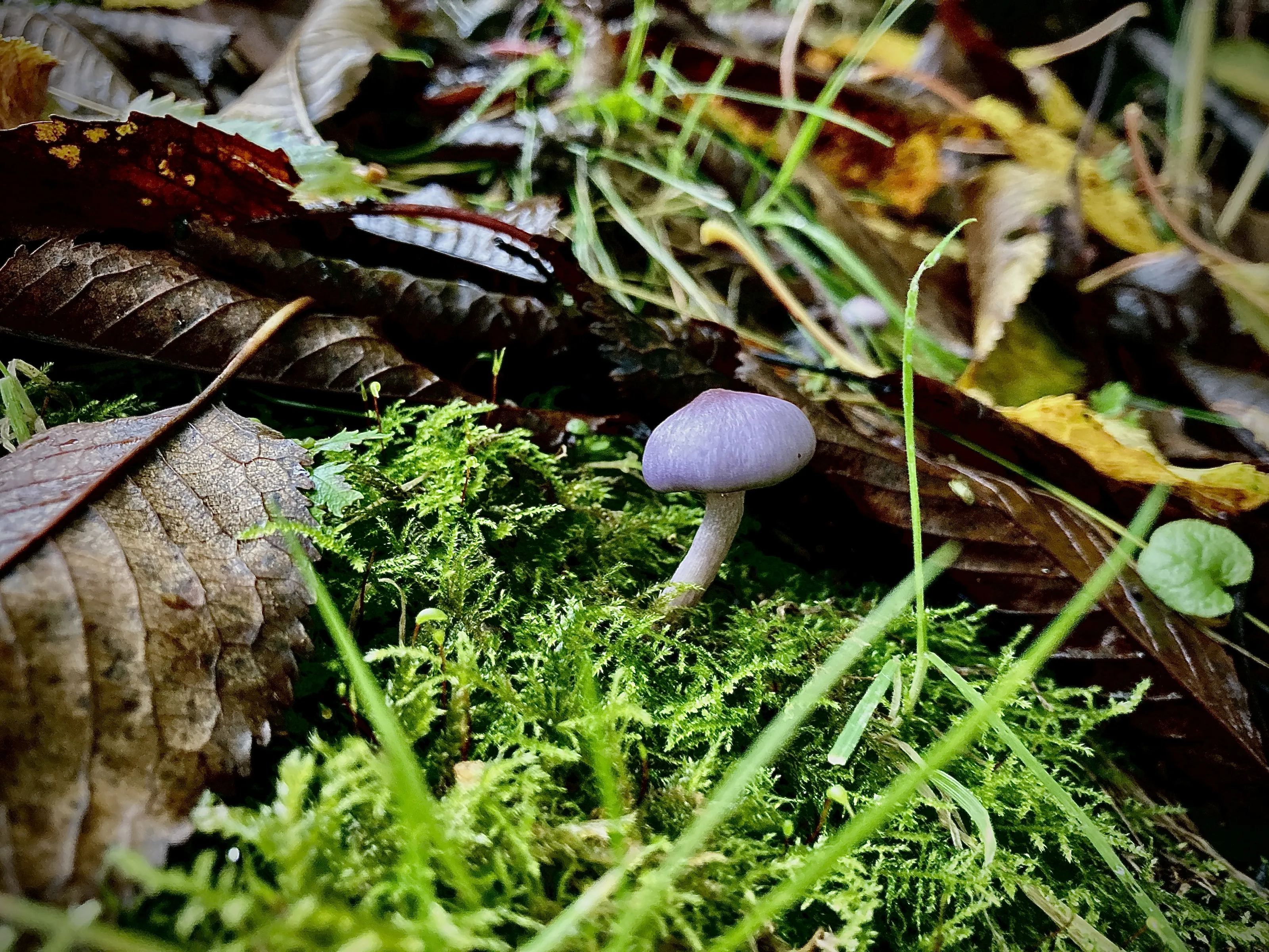 Fungi
