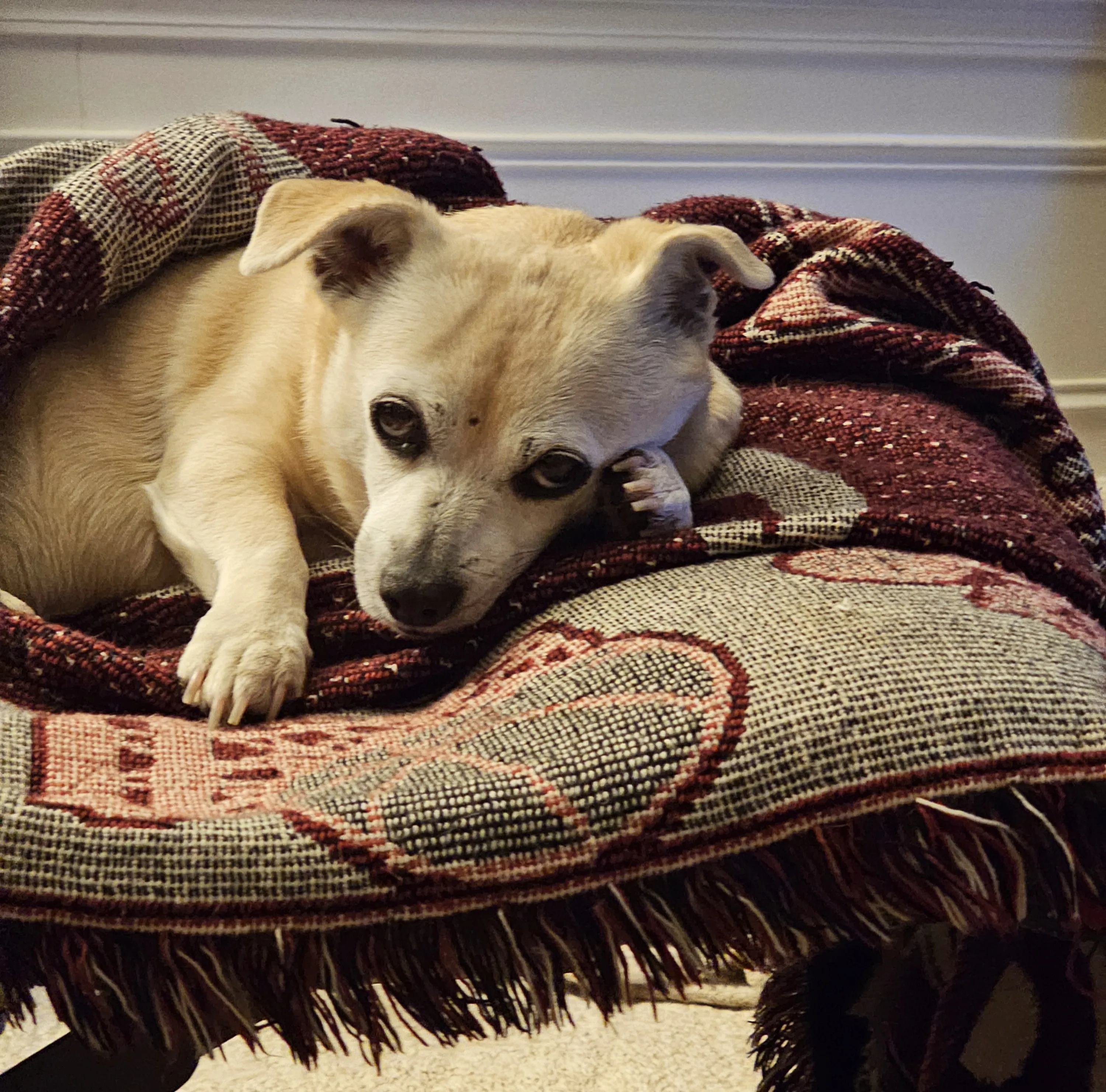 Old Dogs