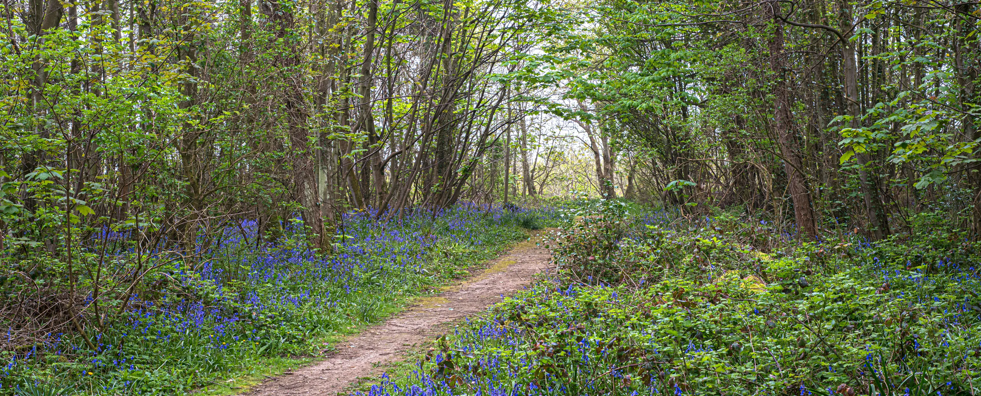 Woodland Paths