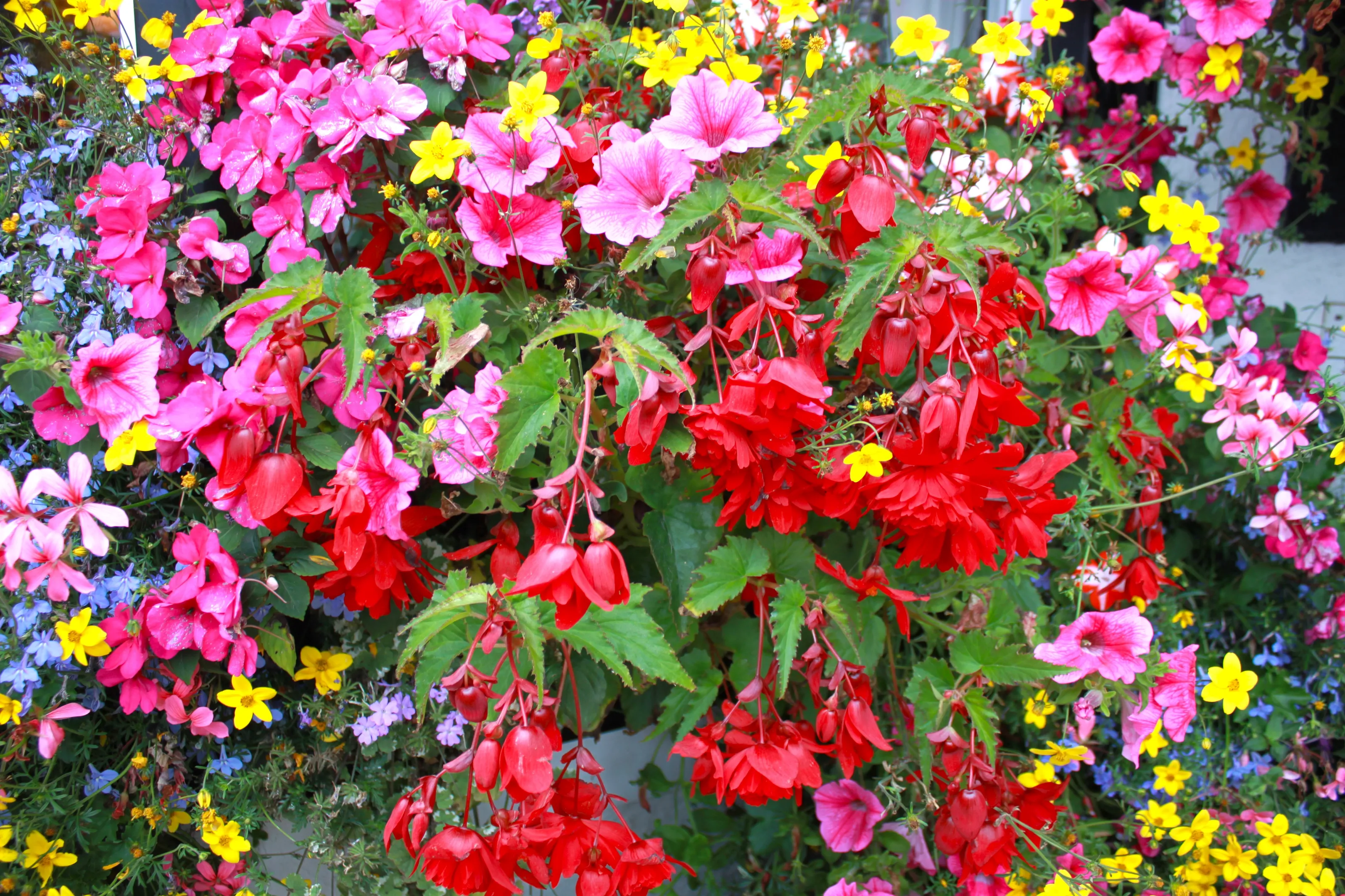 Colourful Nature
