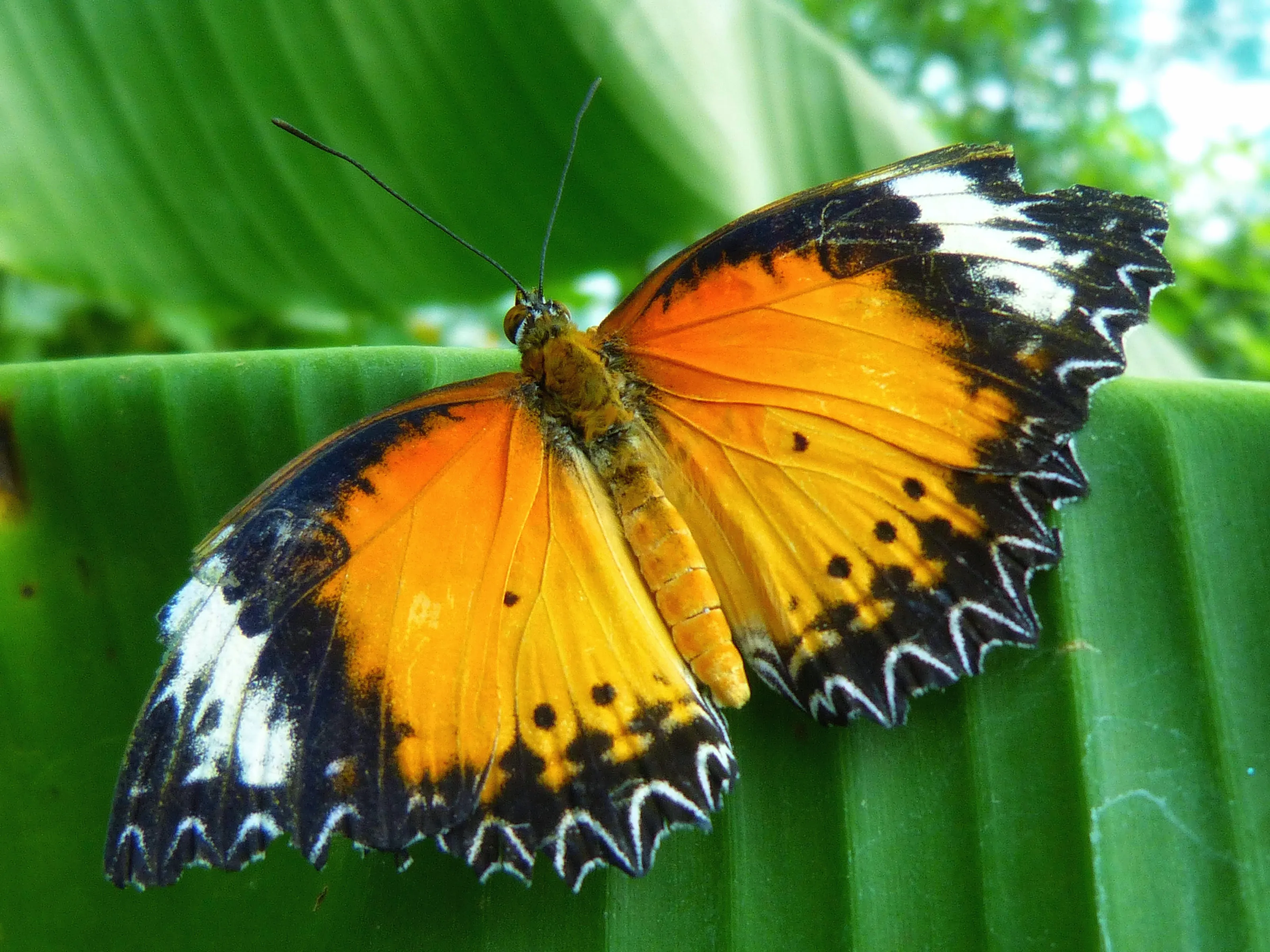 Butterflies