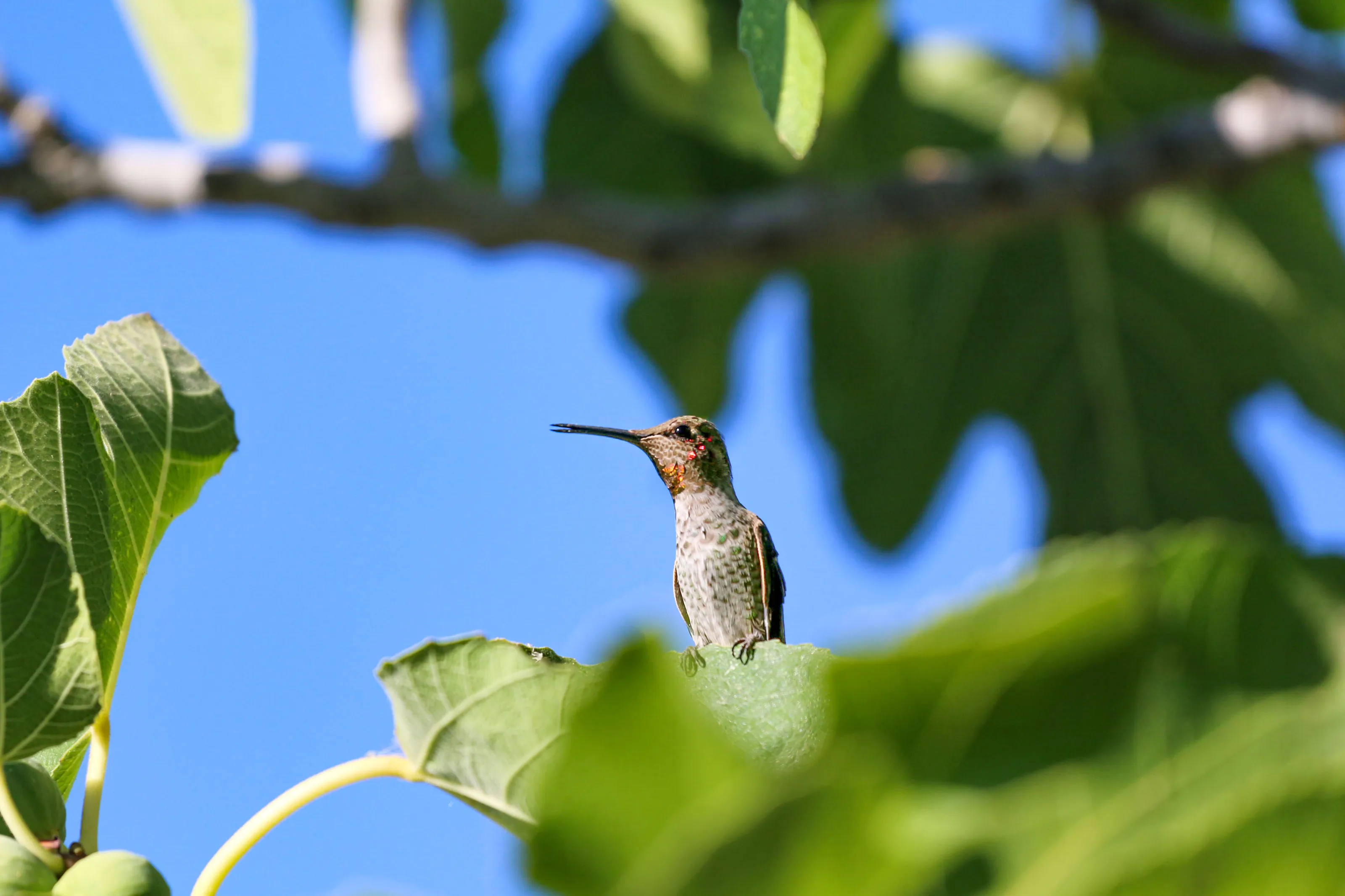 Hummingbirds