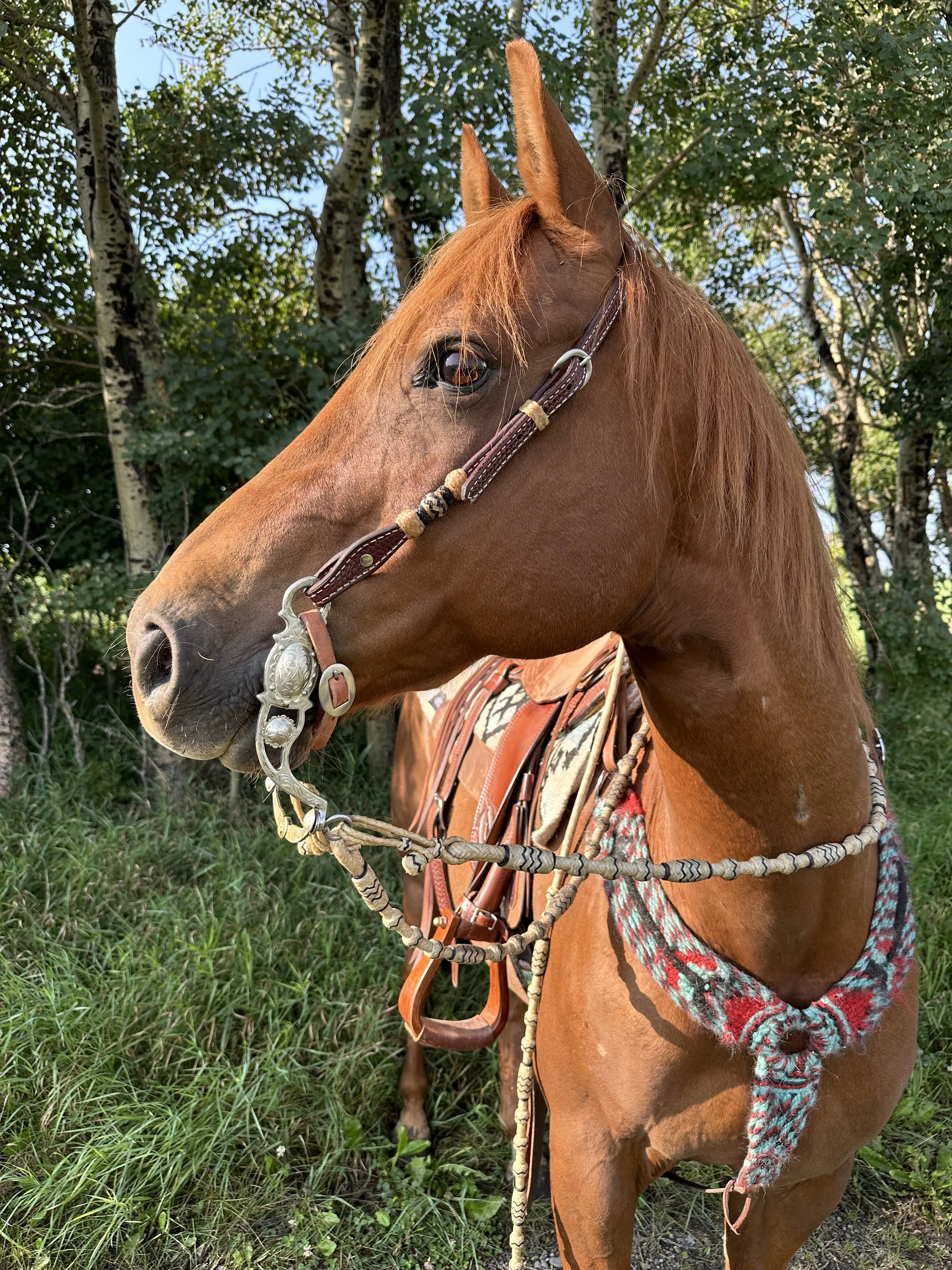 Horses
