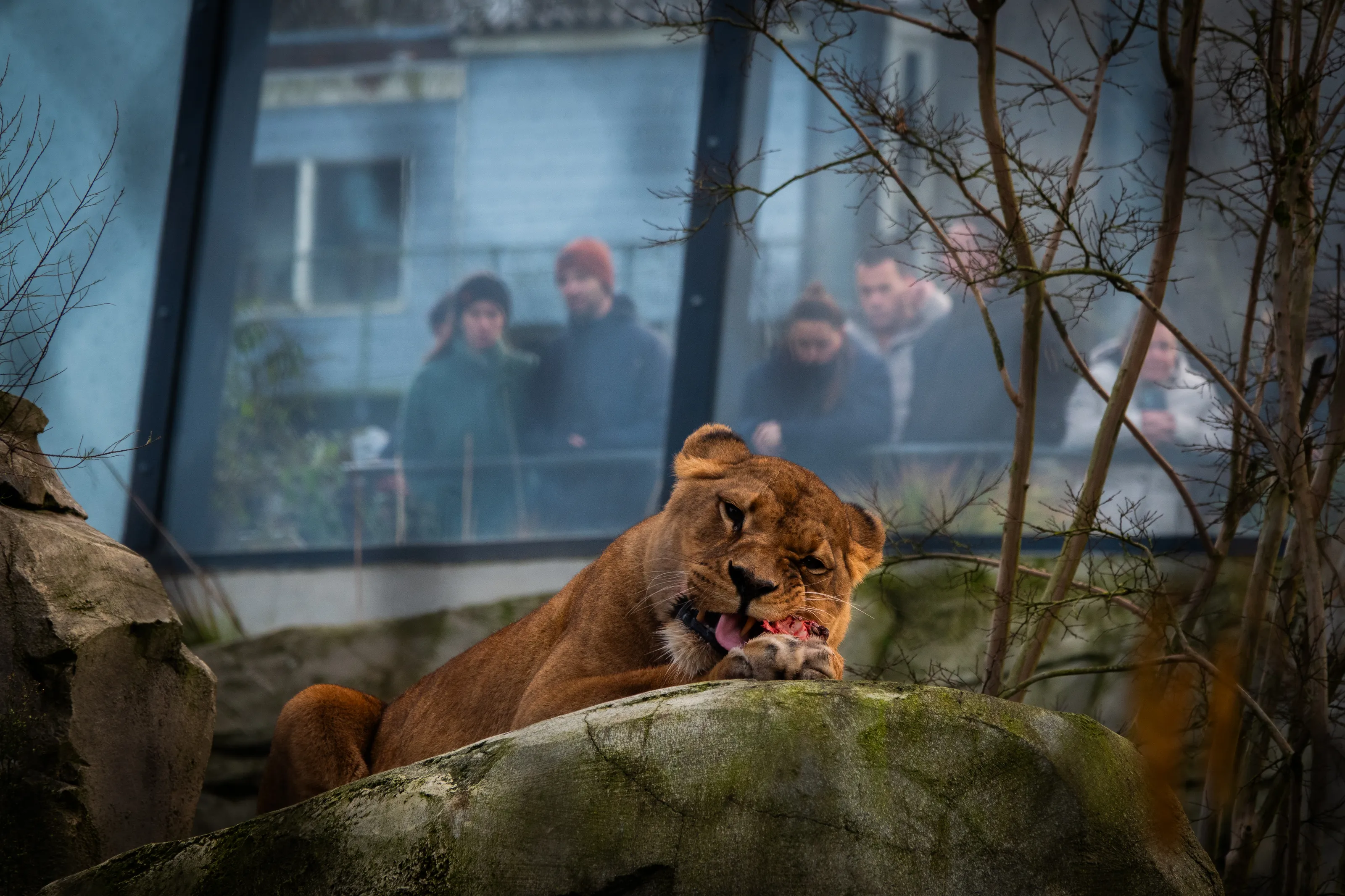 Animals at the Zoo
