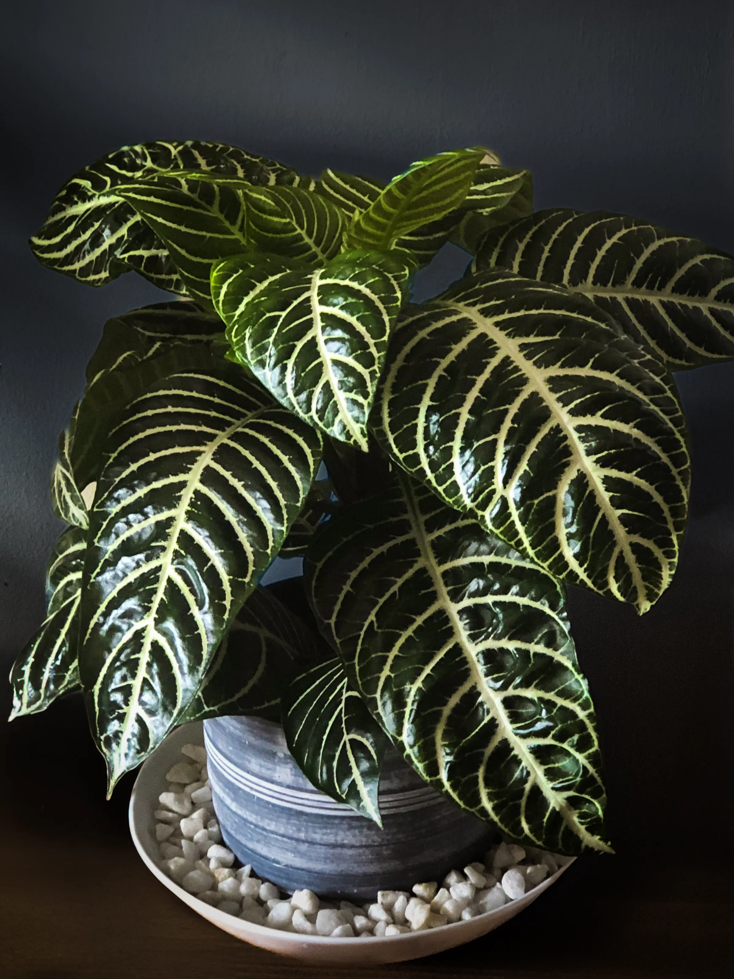 Indoor Houseplants (in colour)