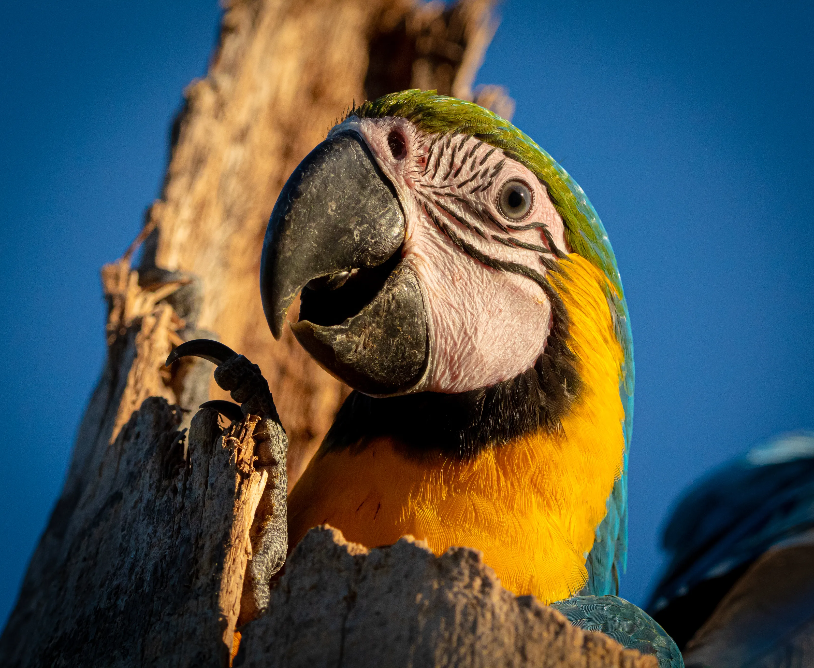 Macaws in their Natural Habitat (in colour)