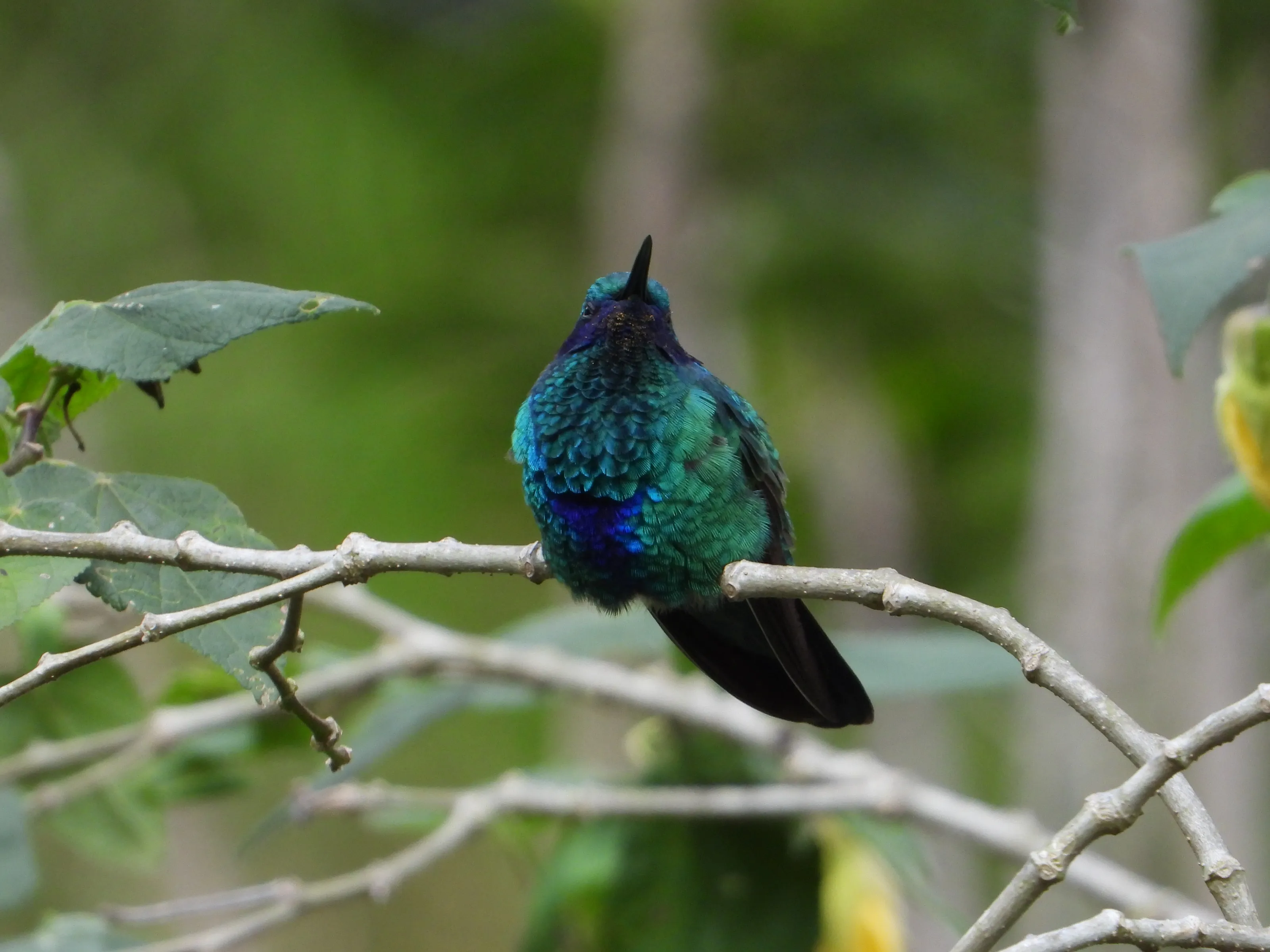 Birds (in colour)