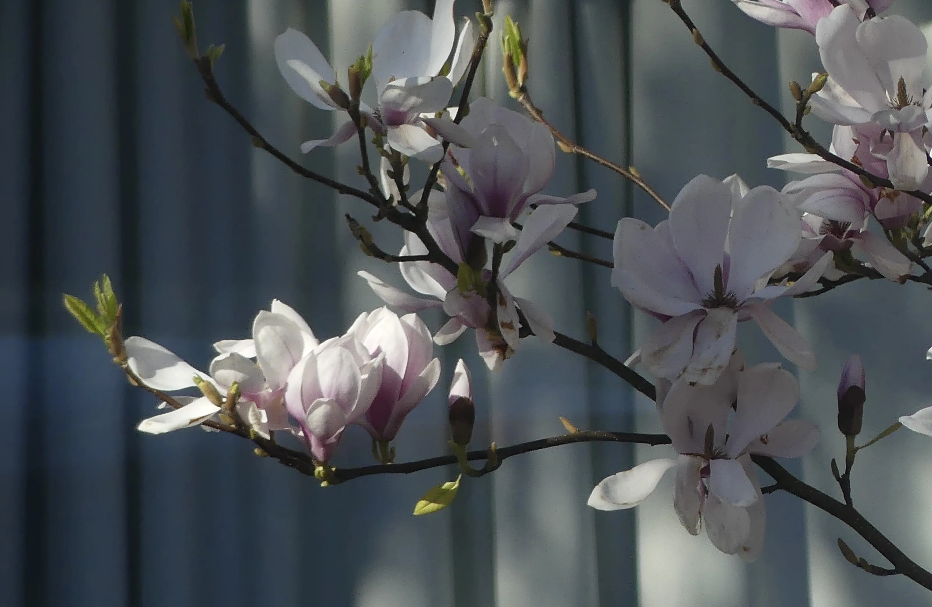 Magnolia Trees in Bloom (in colour)