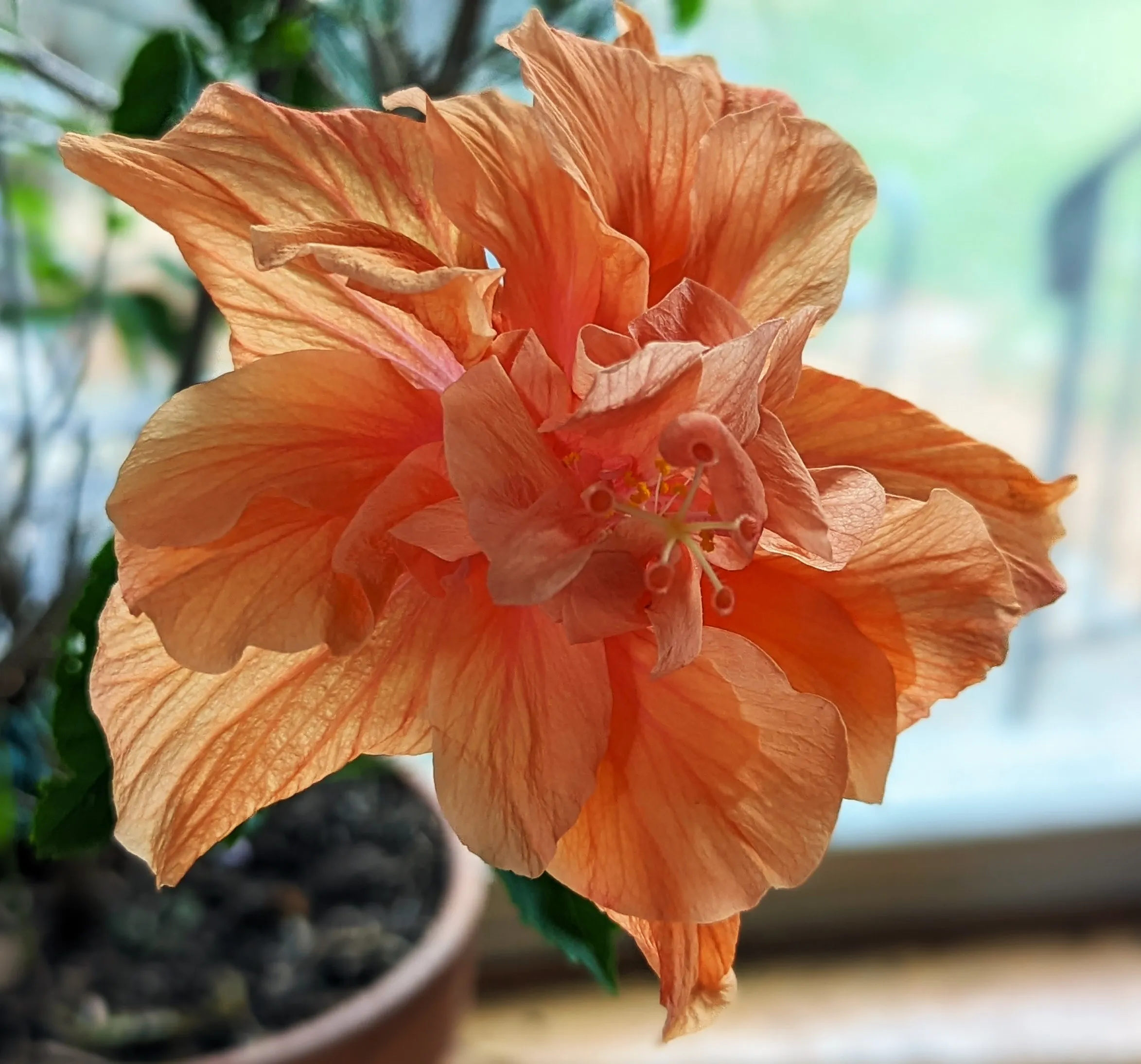 Flowers with Translucent Petals (in colour)