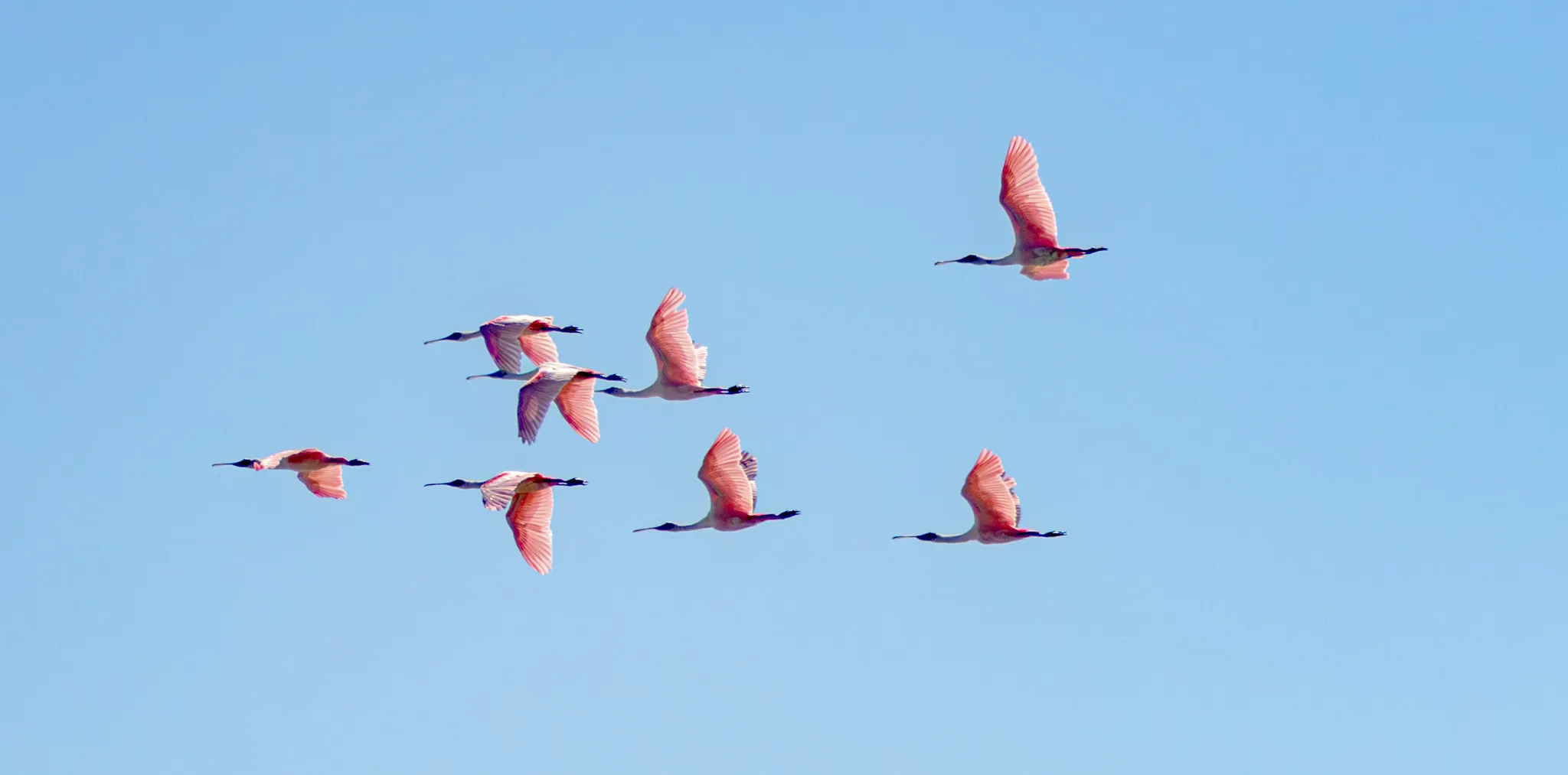 Pink Birds (in colour)