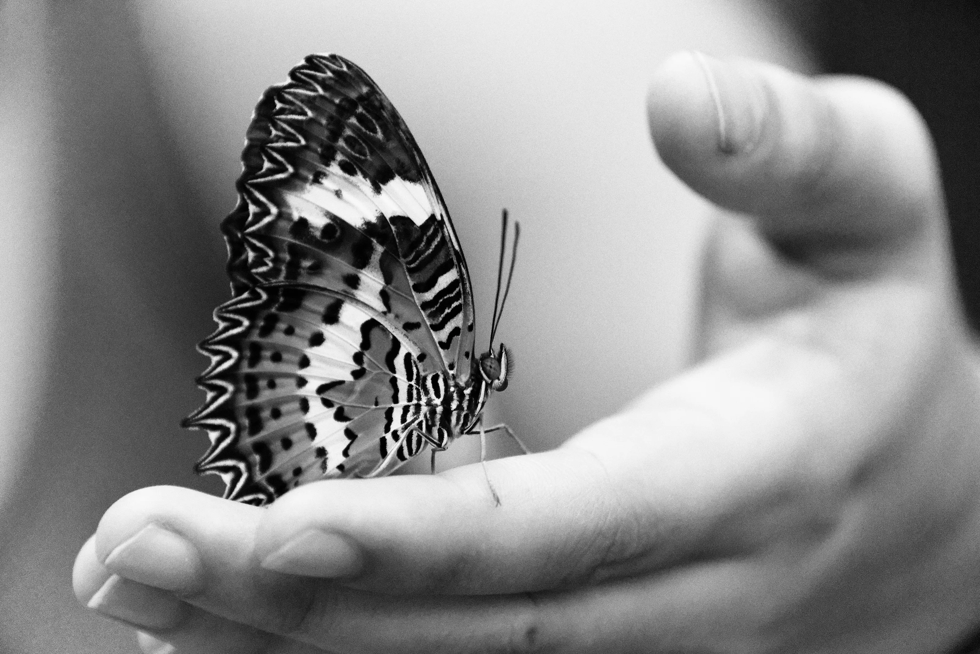 Gentleness