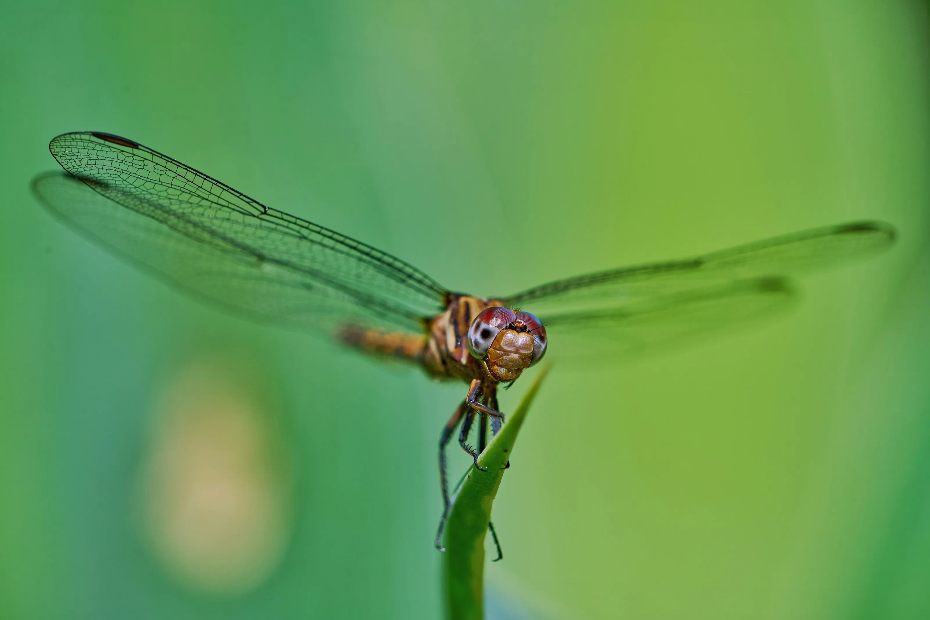 Dragonflies and Damselflies
