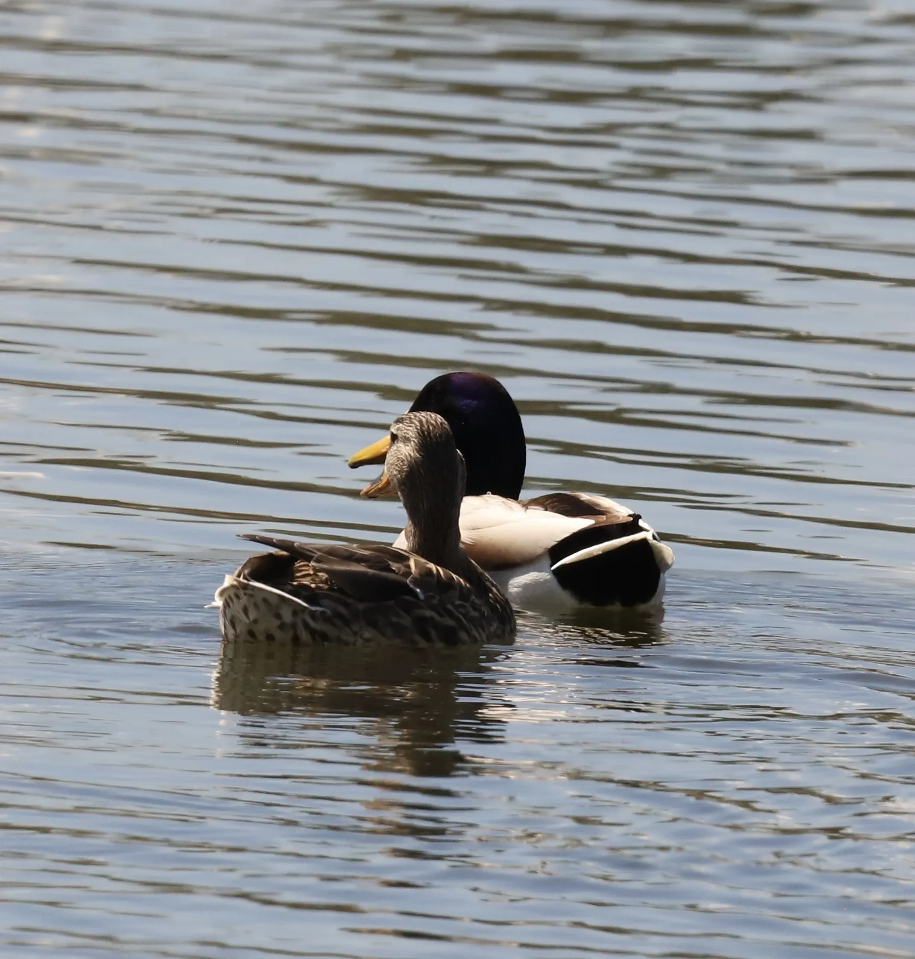 Ducks (no ducklings)