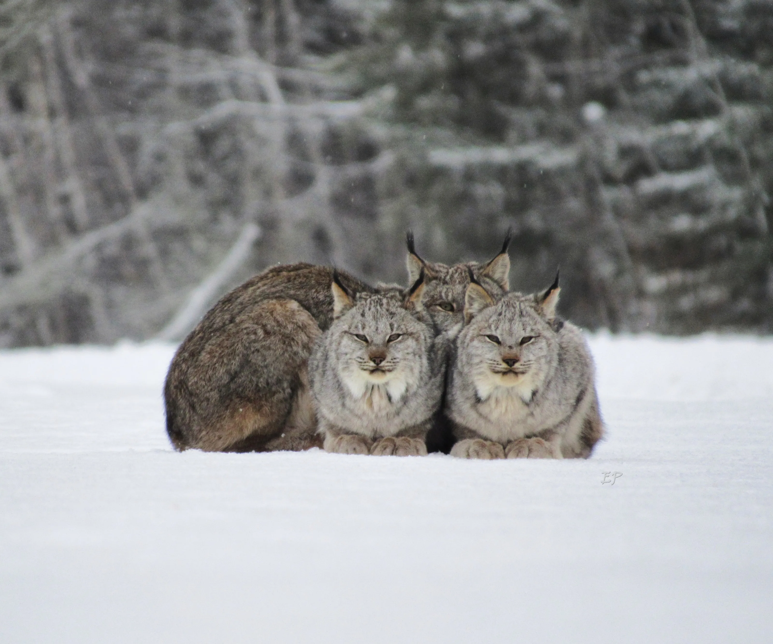 Lynx Cats