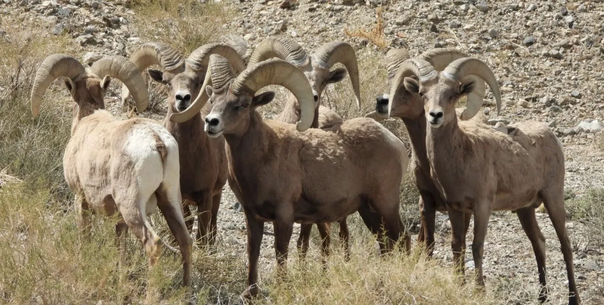 Living Animals With Horns (not antlers)