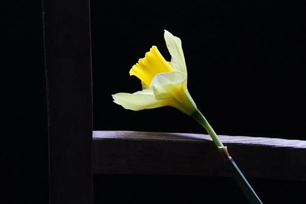 Single Flowers in a Studio Setting