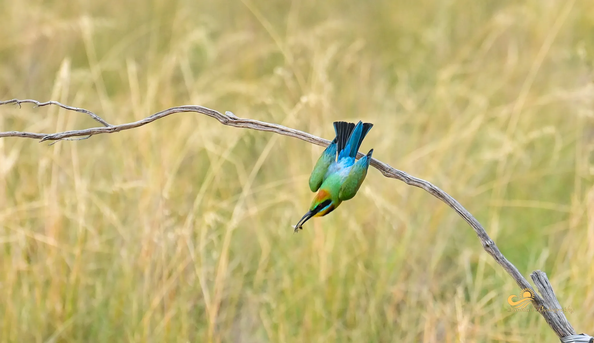Birds (in colour)