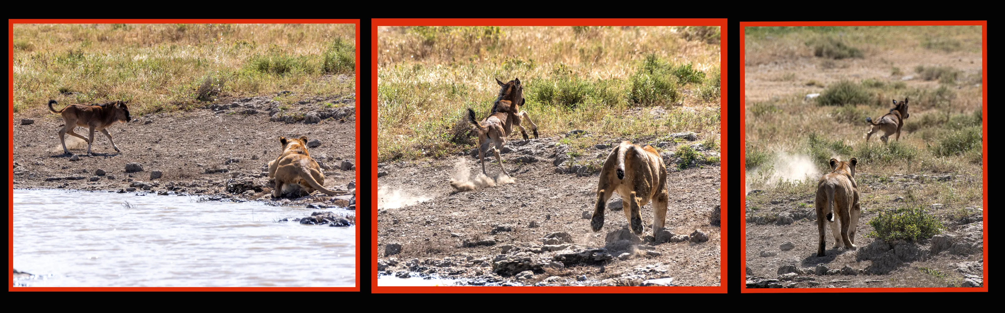 Triptych: Wildlife Stories in Three Parts
