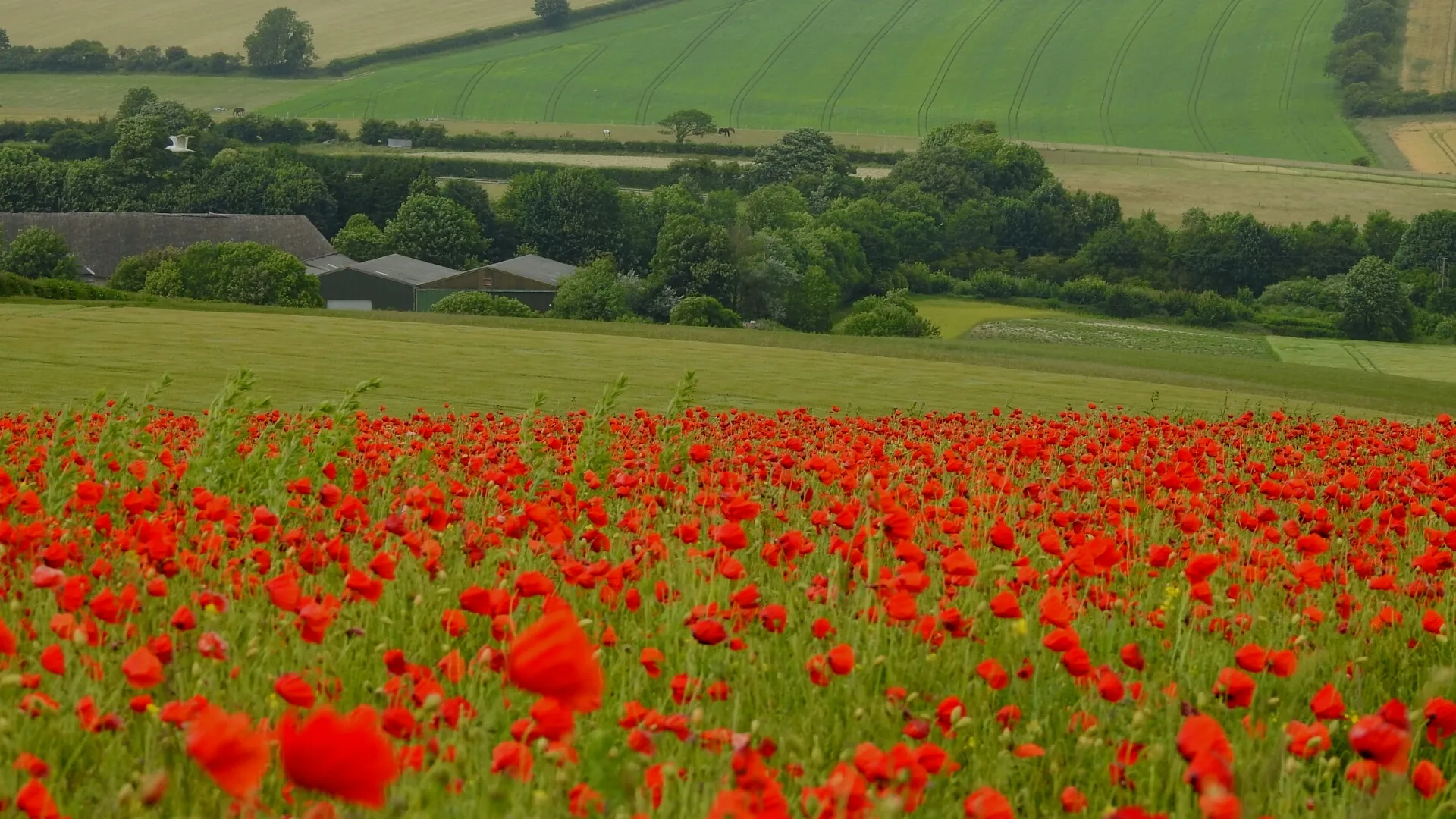 Fields with Flowers