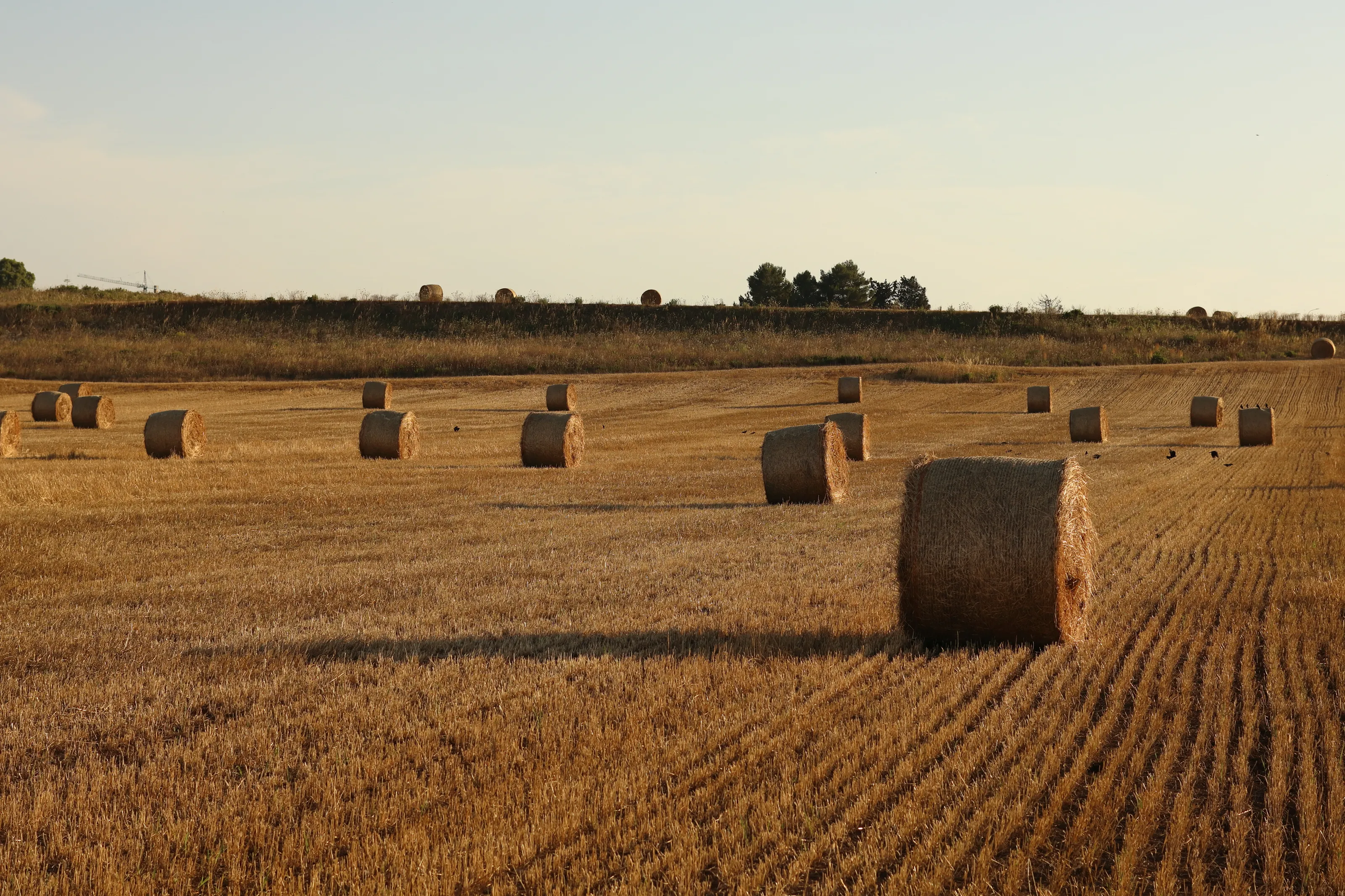 Fields of Gold (in colour)