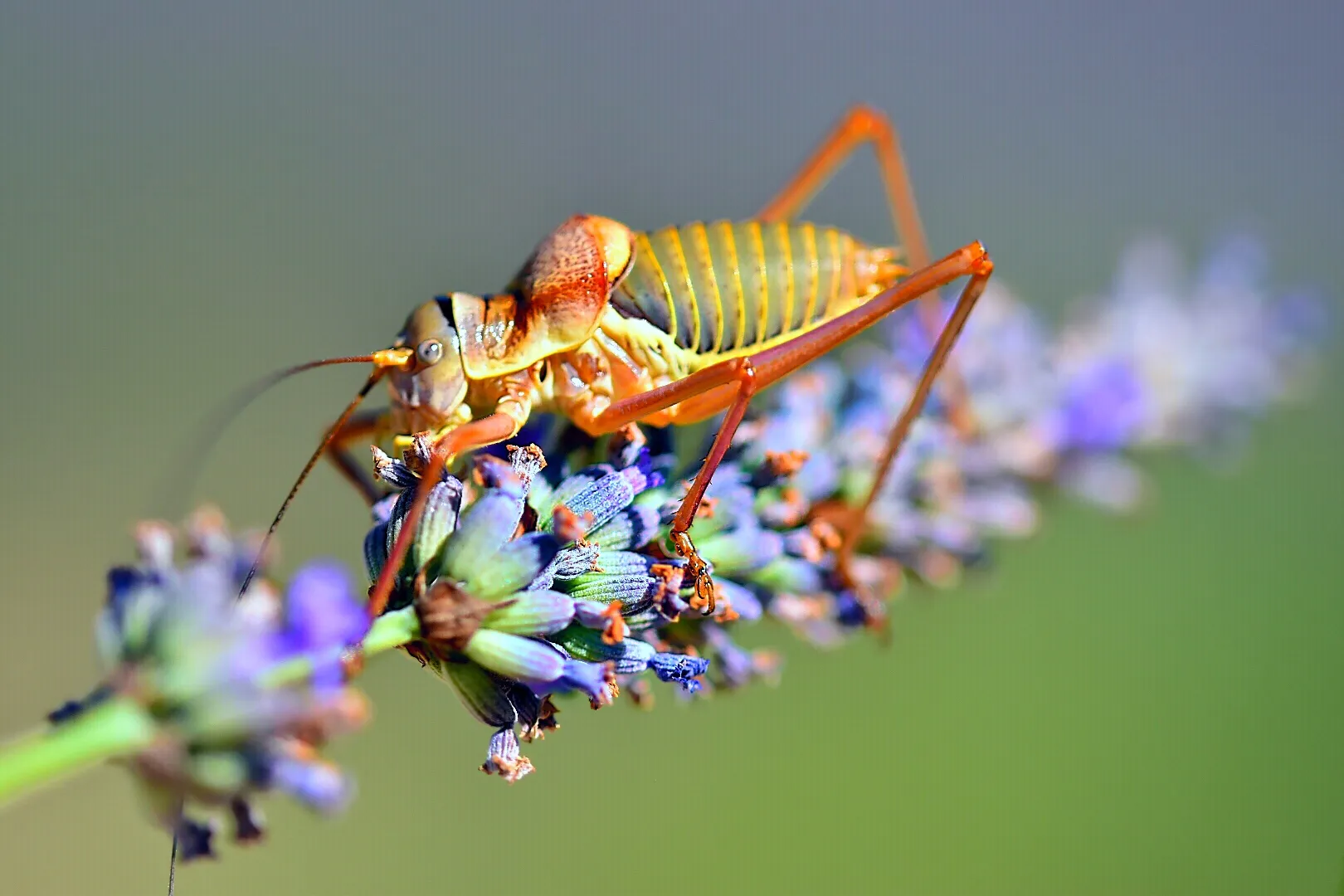 Crickets and Grasshoppers (in colour)
