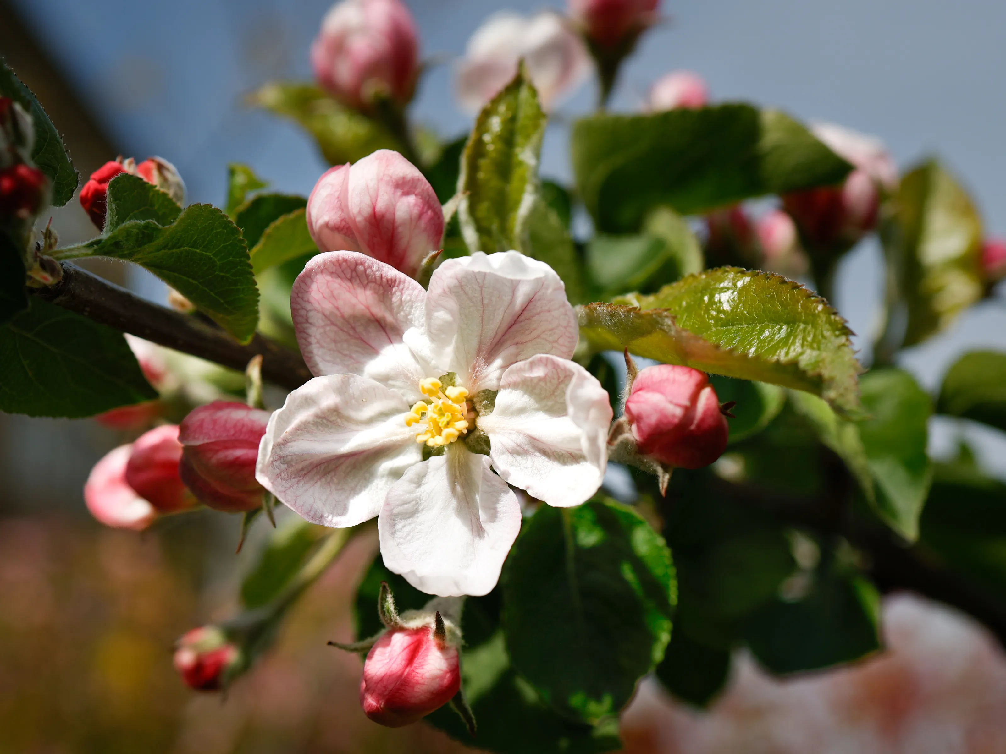 Tree Blossom (in colour)