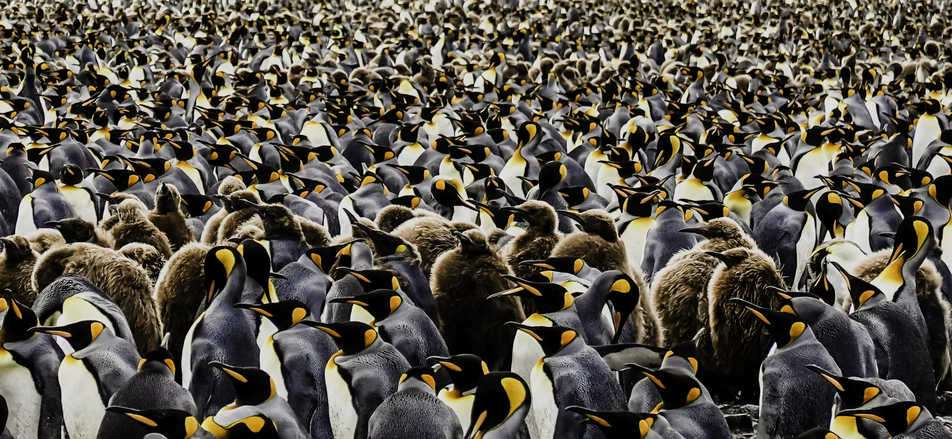 Crowds of People or Animals