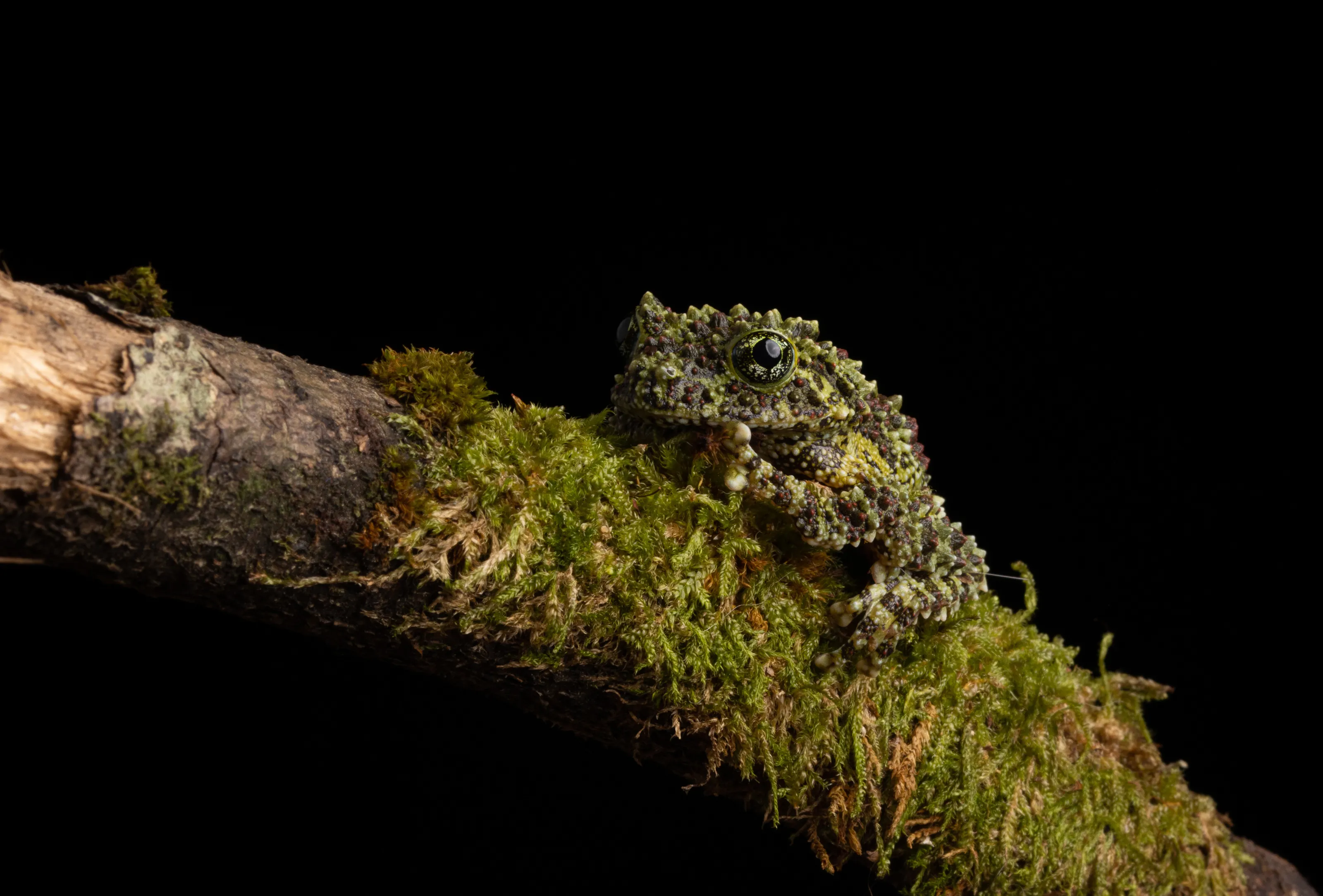 Frogs