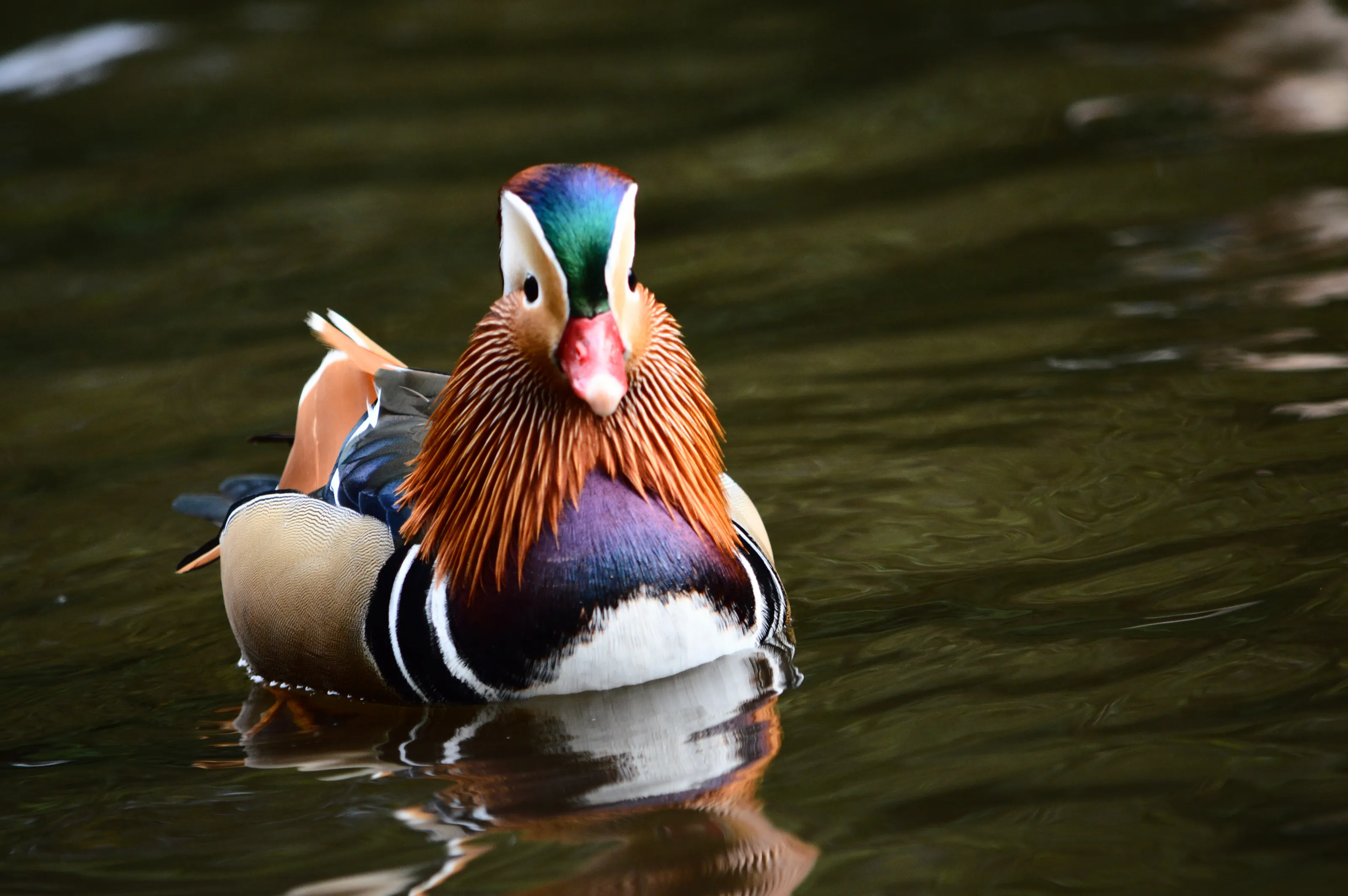 Colourful Animals in the Wild