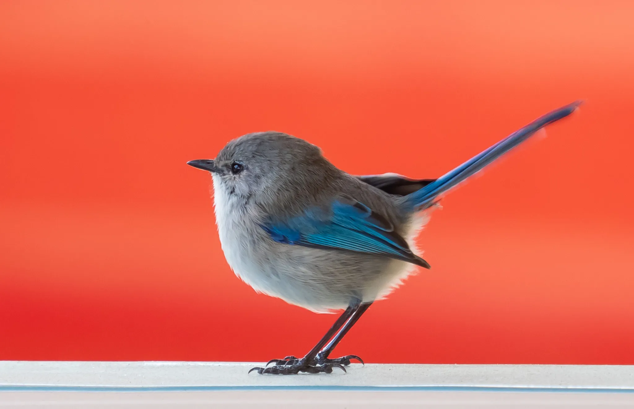 Wrens (in colour)