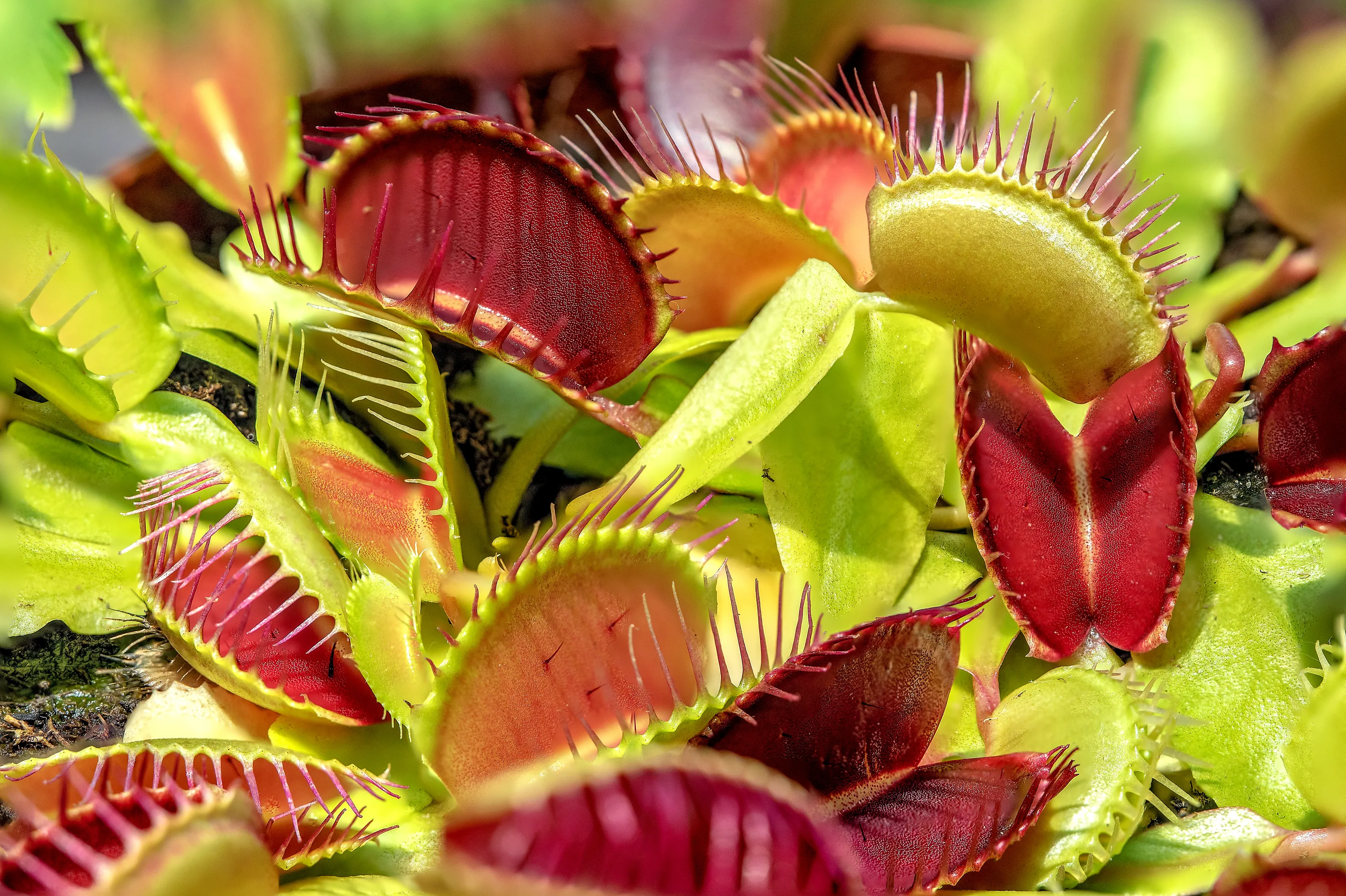 Carnivorous Plants