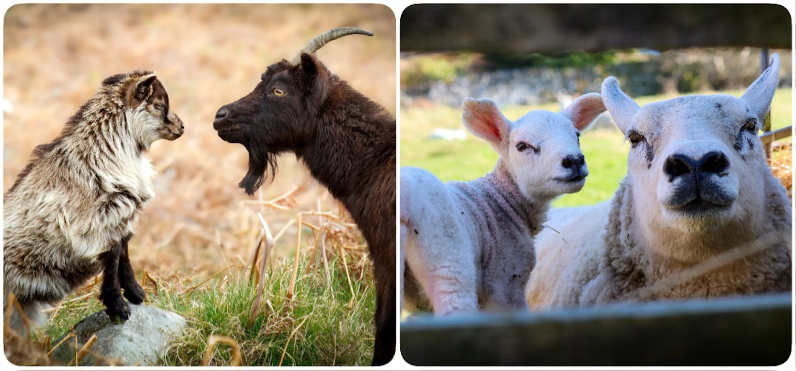 Goats and Sheep